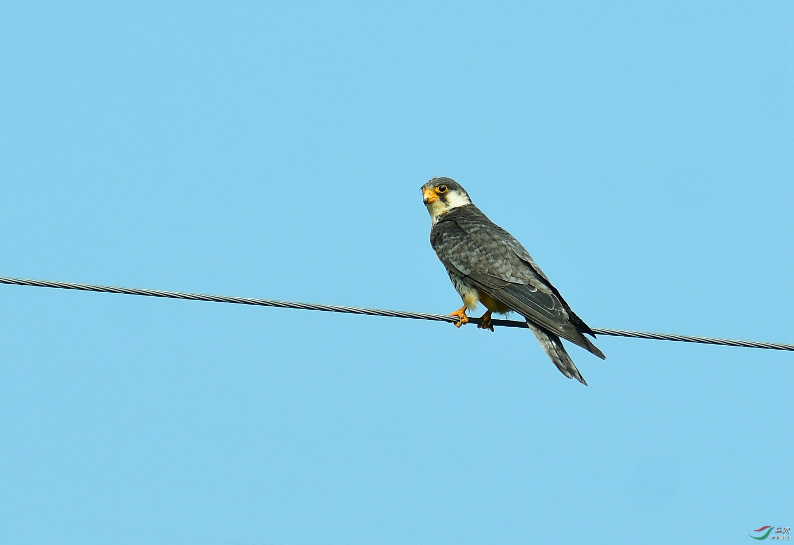 DSC_6236.JPG
