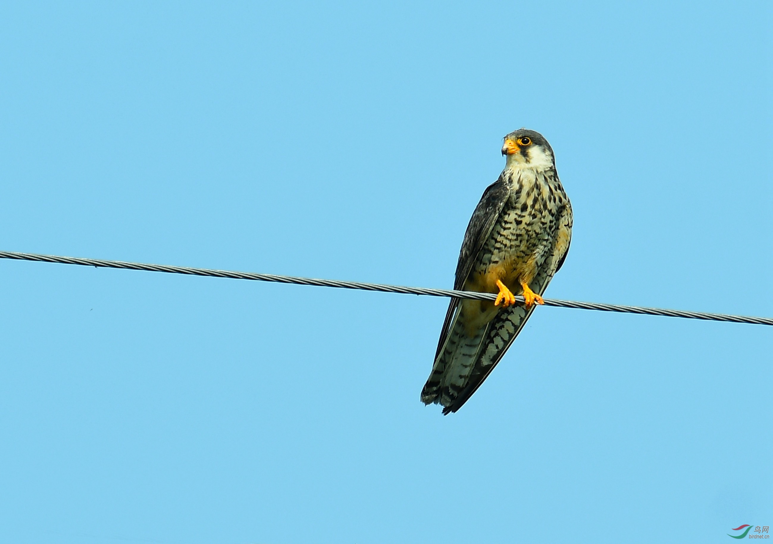 DSC_6249.JPG