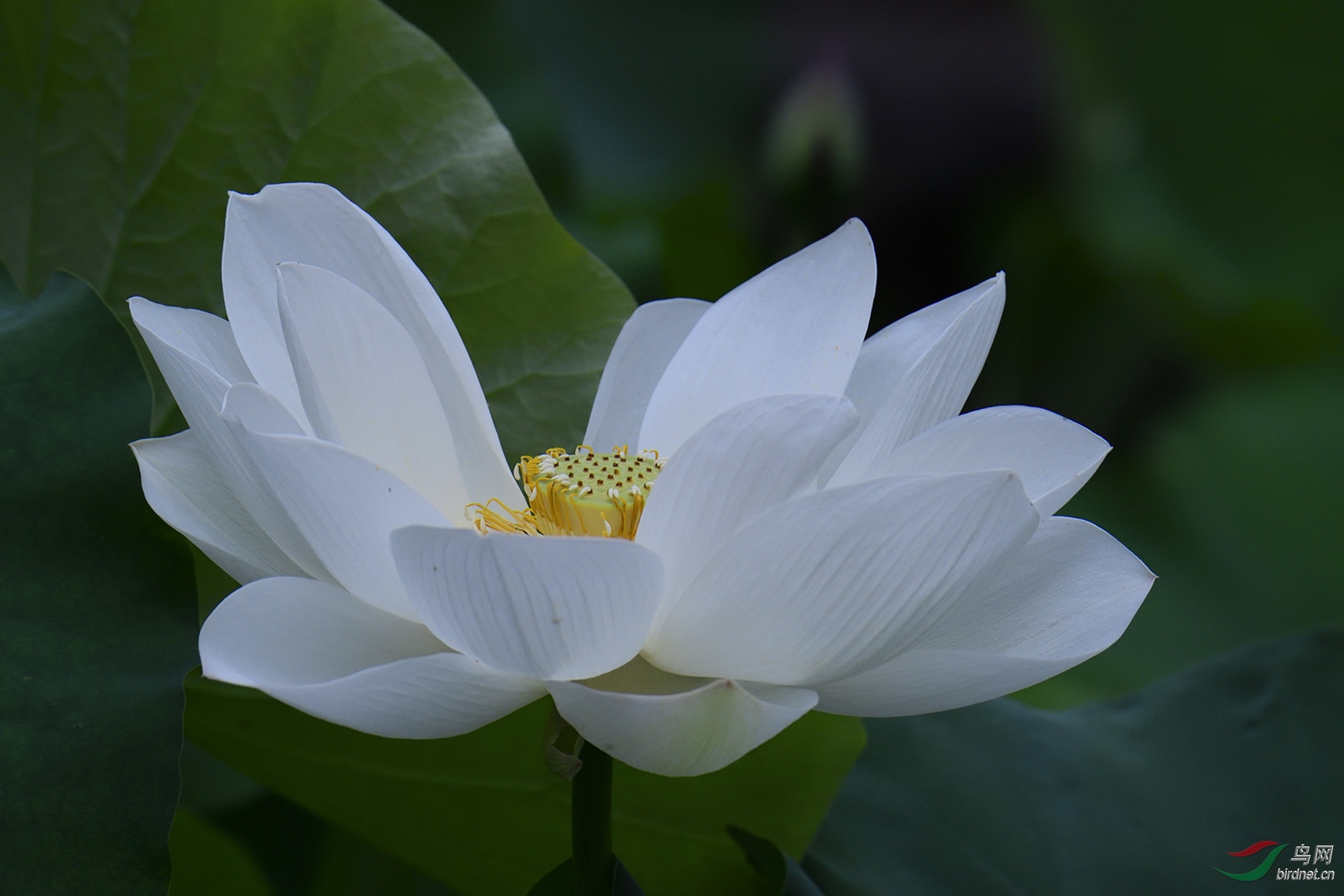 _D5S8404_6715a.jpg