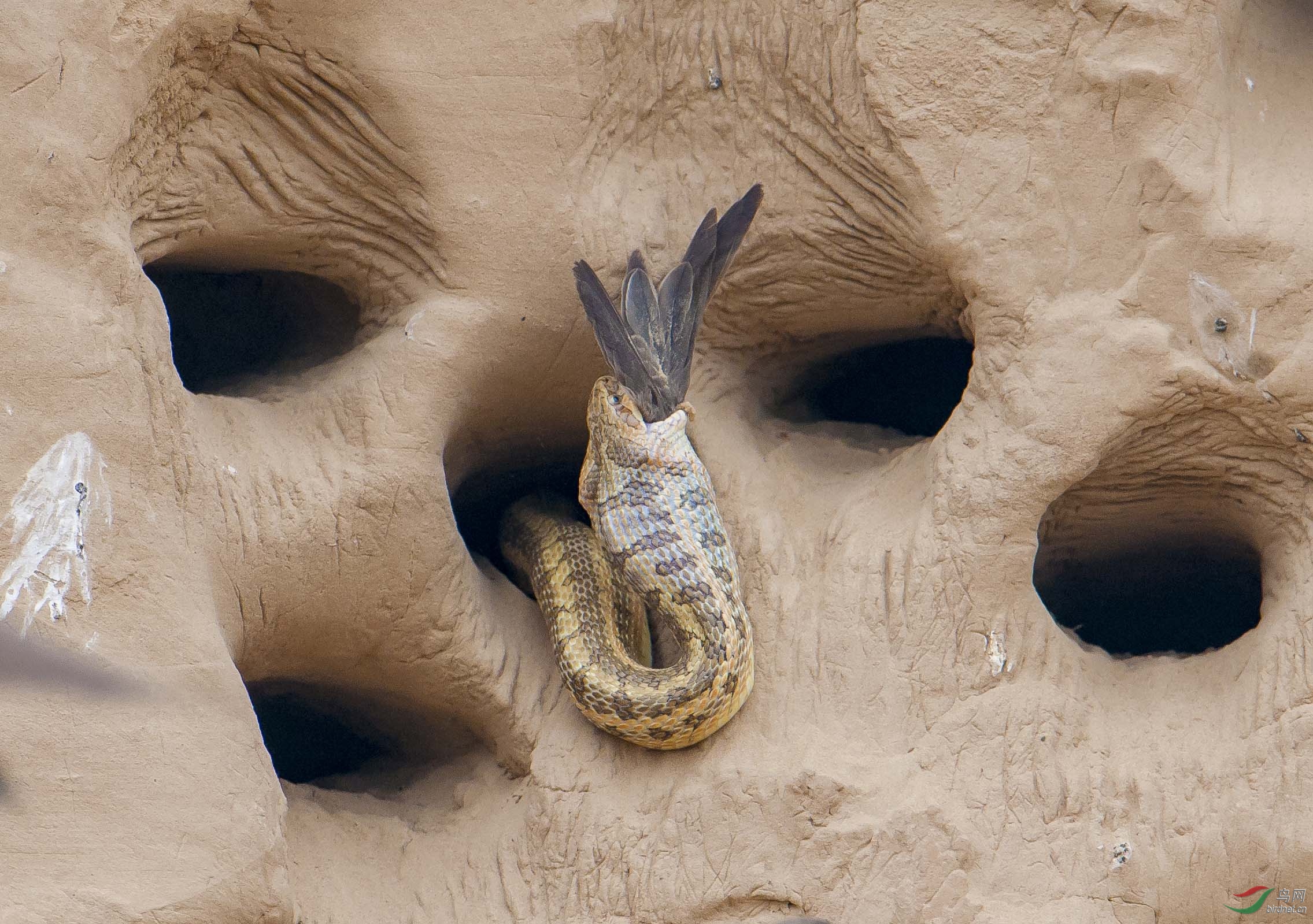 黄河岸边拍沙燕～贺获图文精华!