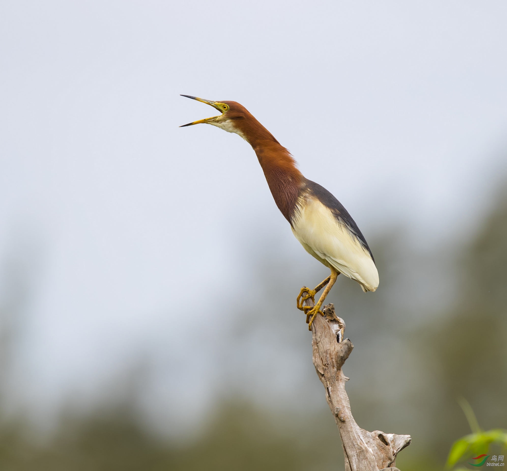 _F4I5349-1_�����質������ �������Ǹۣ�.JPG