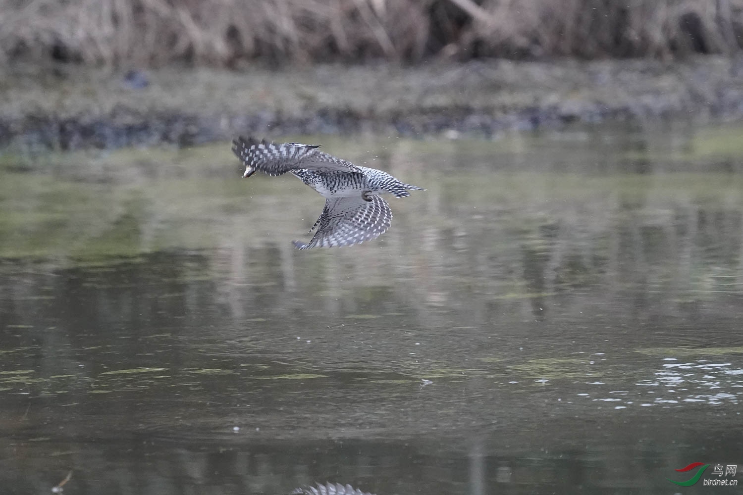 20180224-DSC00994.jpg