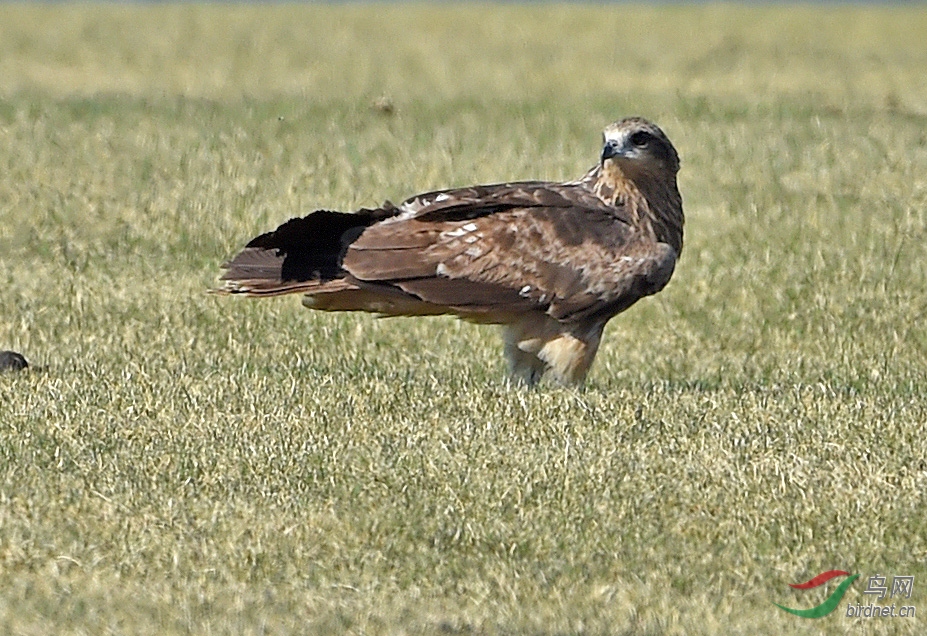DSC_47411.jpg