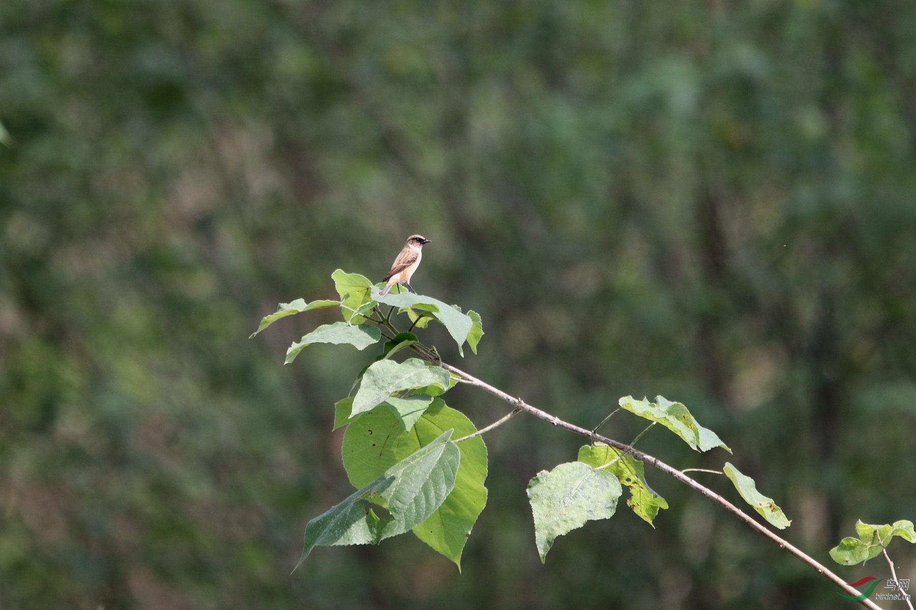 IMG_4639.JPG