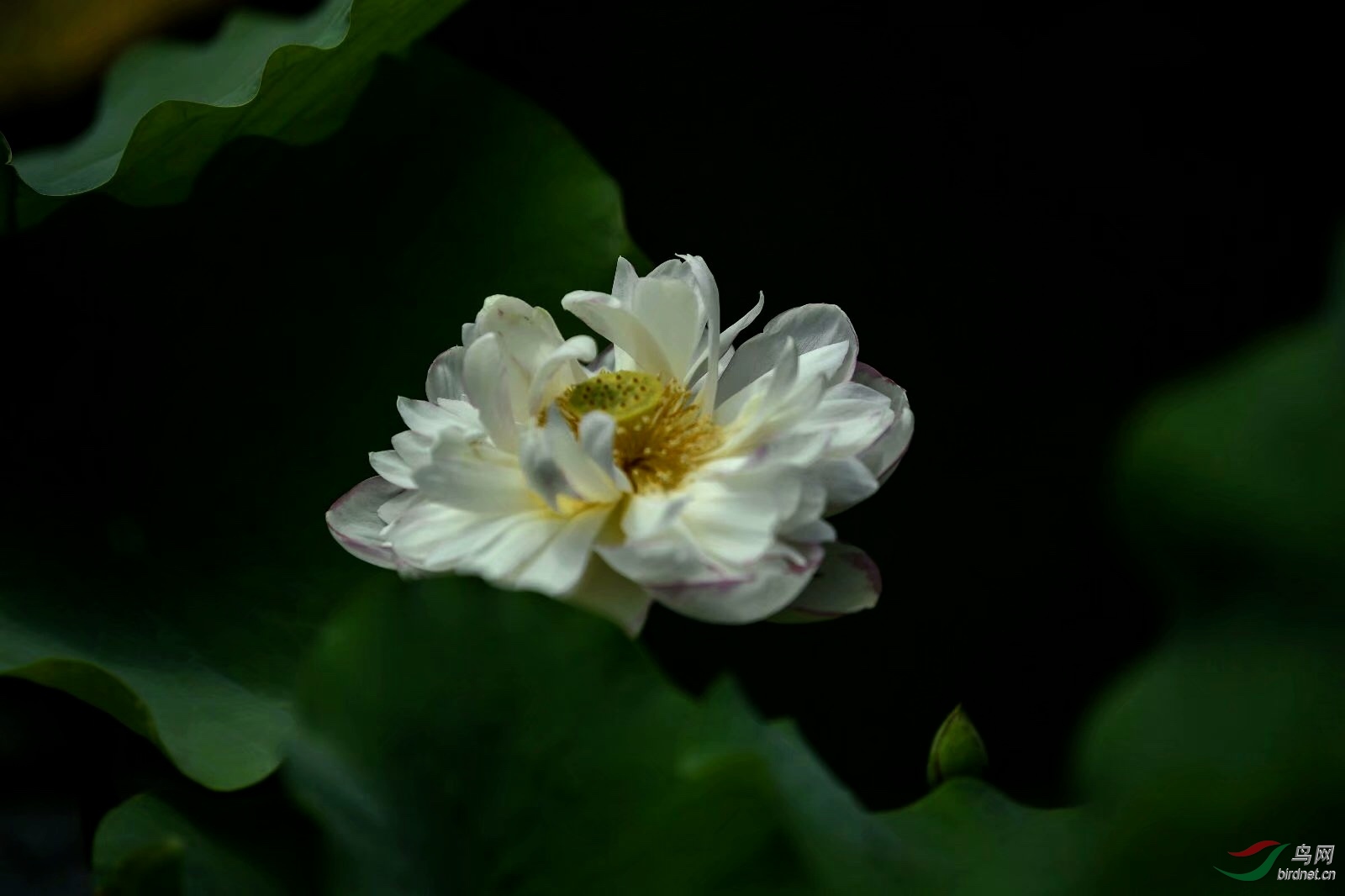 C8CB44C3-679D-49F2-8A51-63209D312A93.jpeg