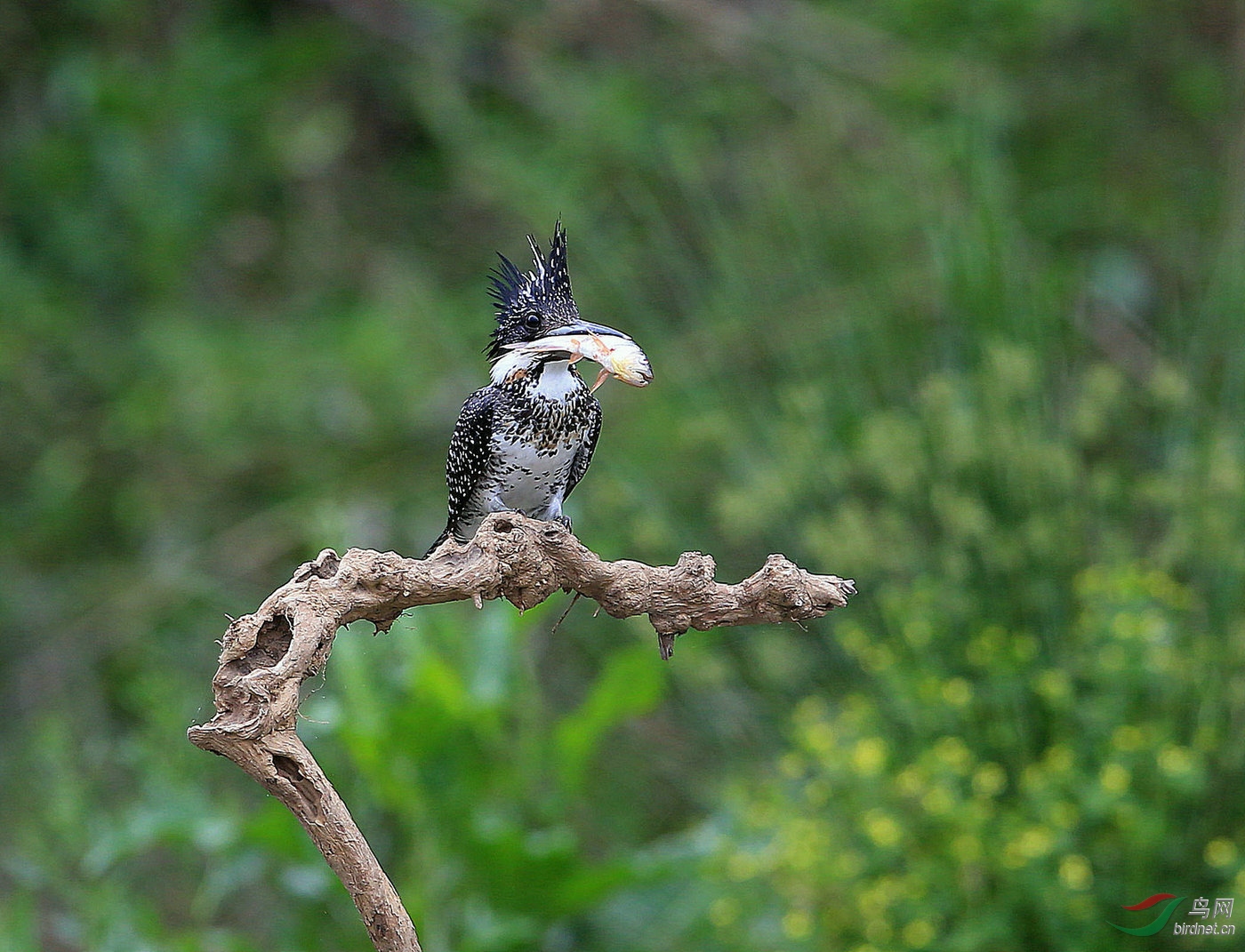 ̨�� A19 1146-2.jpg