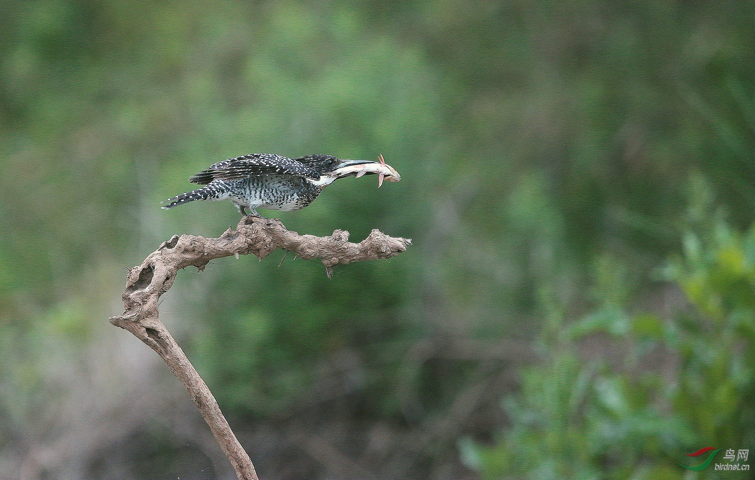 ���� A49 1296-1.jpg