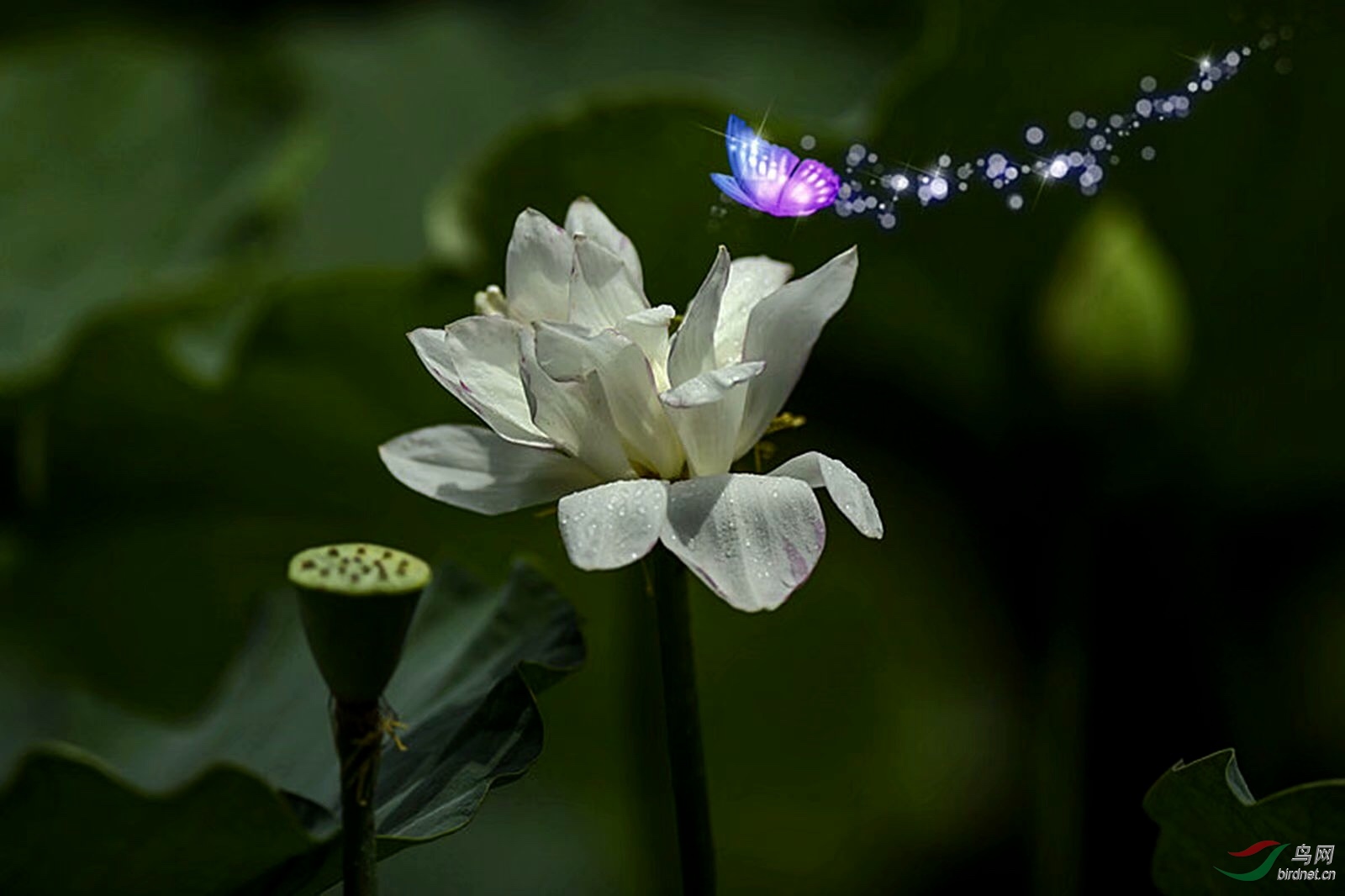 EDDE8A96-4C61-4F15-A76C-B176B40D3309.jpeg