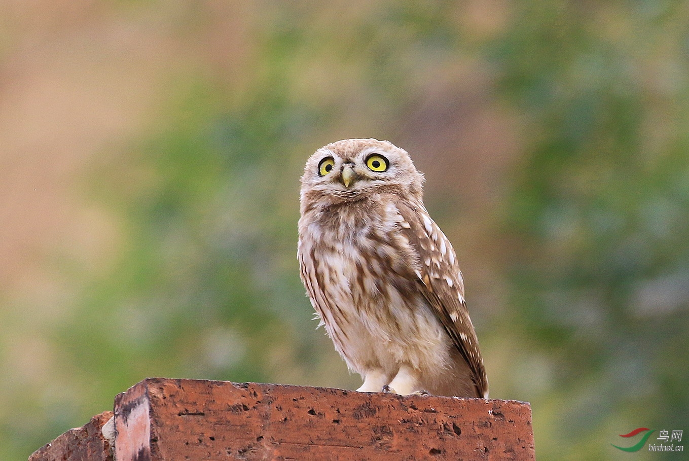 憧憬(纵纹腹小鴞幼鸟)8801.jpg
