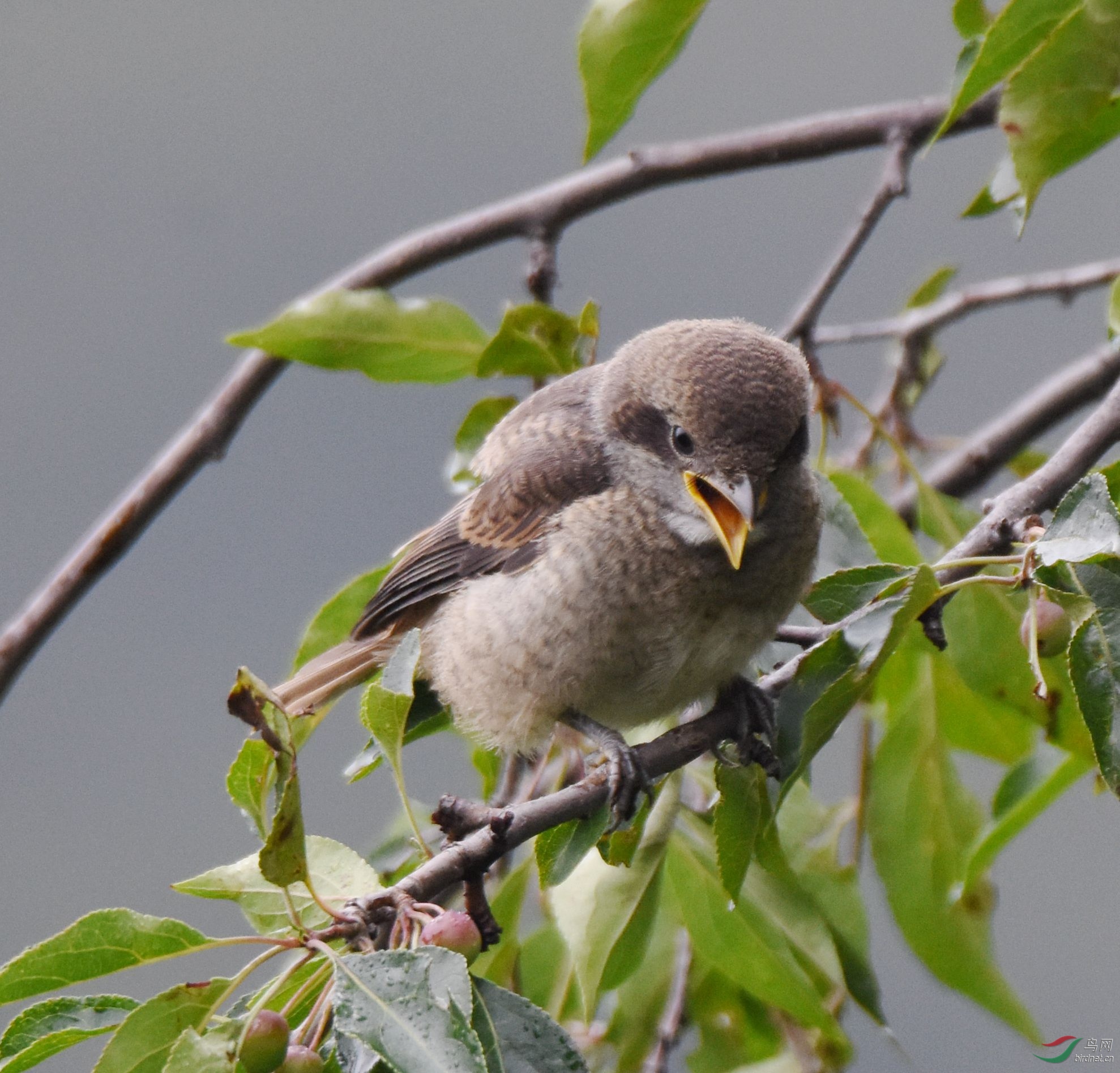 DSC_6341.jpg