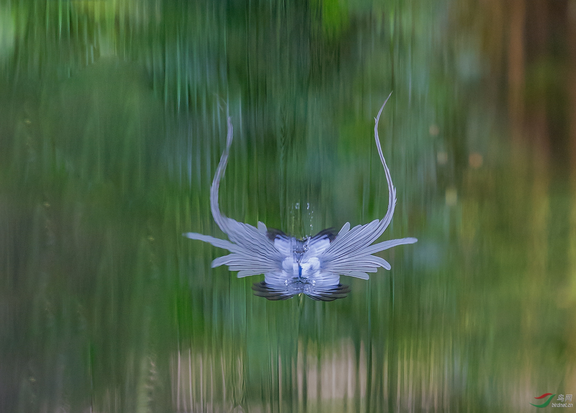 飘逸灵动的莲花