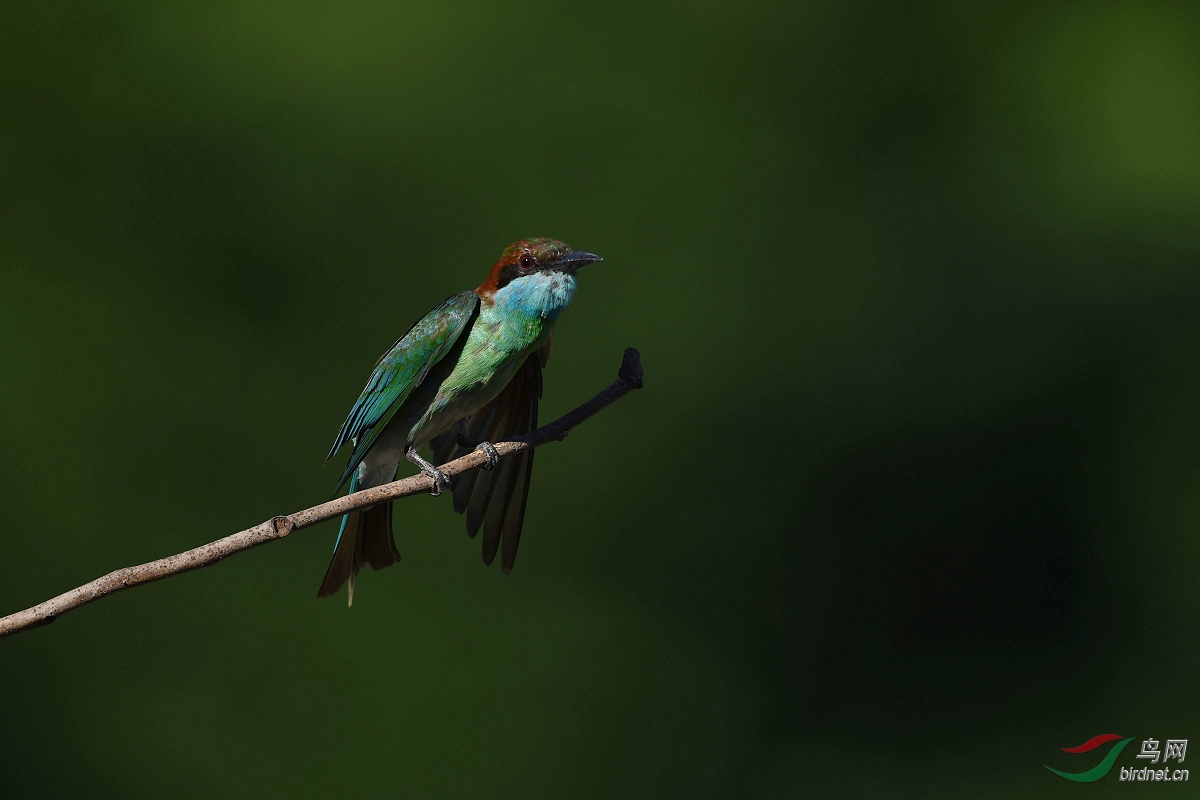 D8I_4675.jpg
