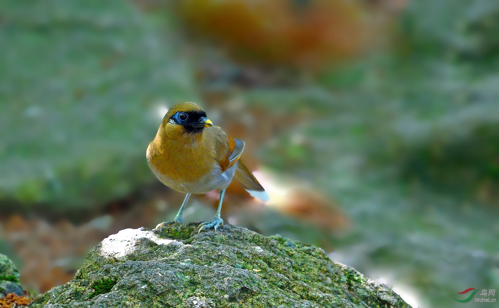 DSC_3213a_����.jpg