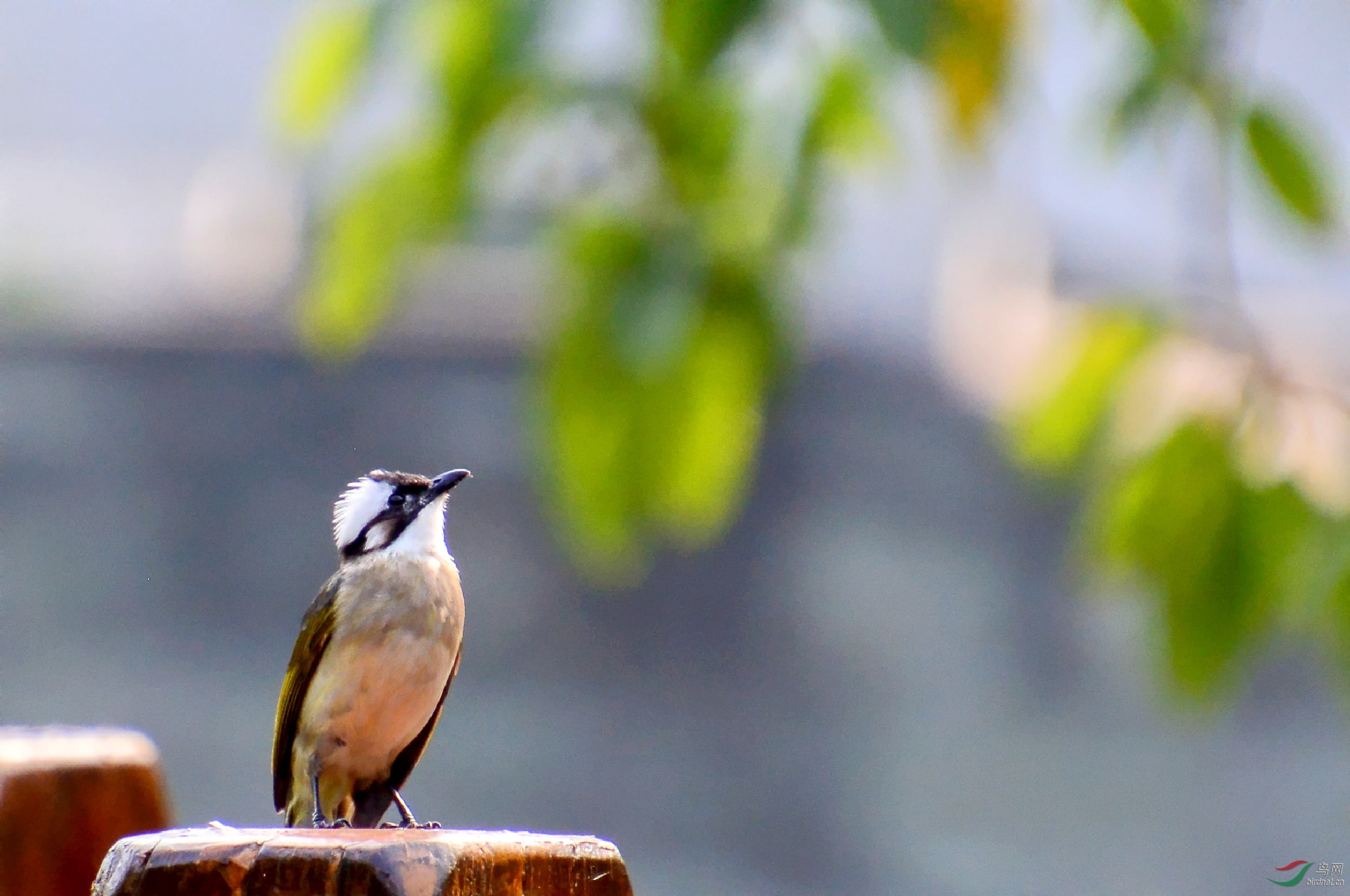 DSC_1603_conew1.jpg