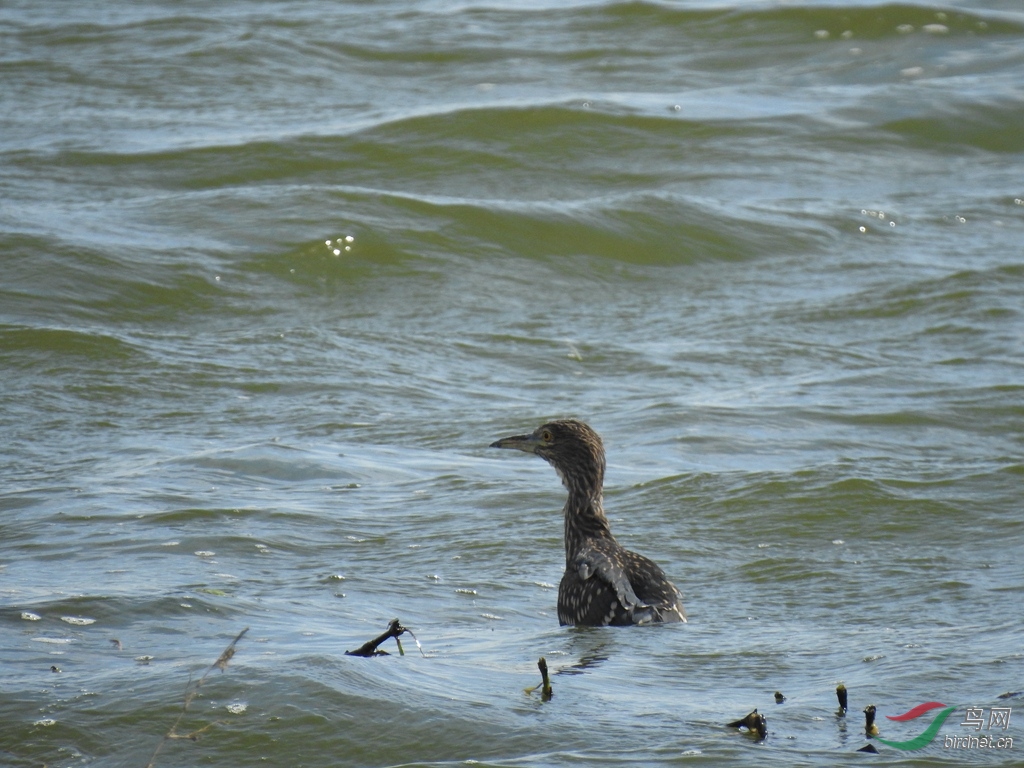 DSCN7918.JPG.jpg