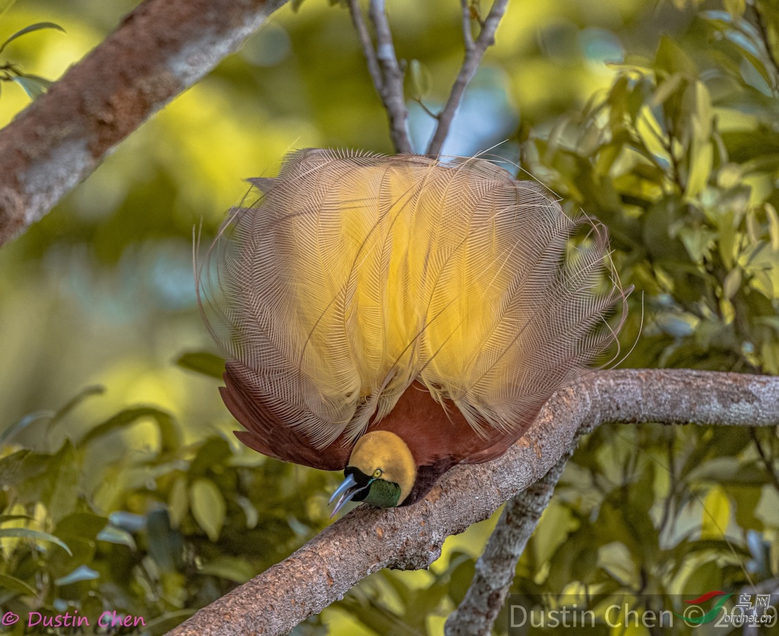 大极乐鸟跳求偶舞祝贺佳作荣获每日一图