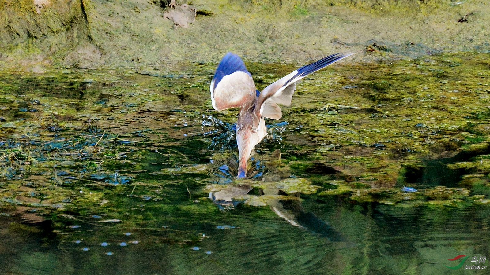 DSC_6342.JPG
