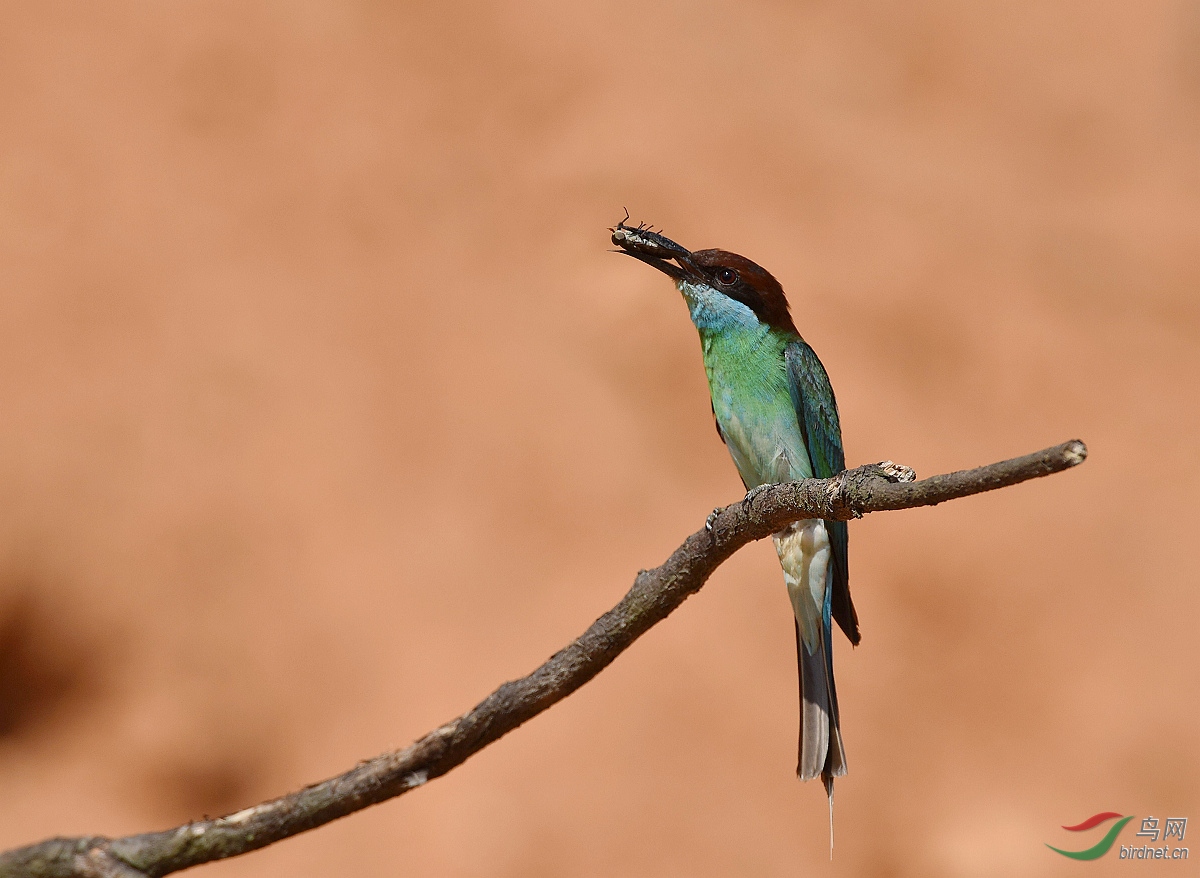 D8I_8321.jpg