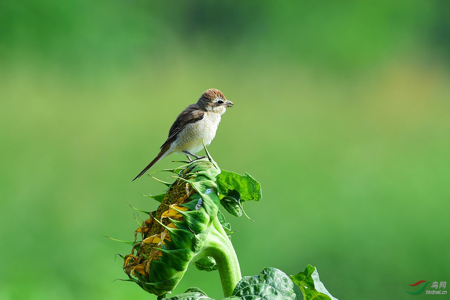 DSC_2129fb.jpg