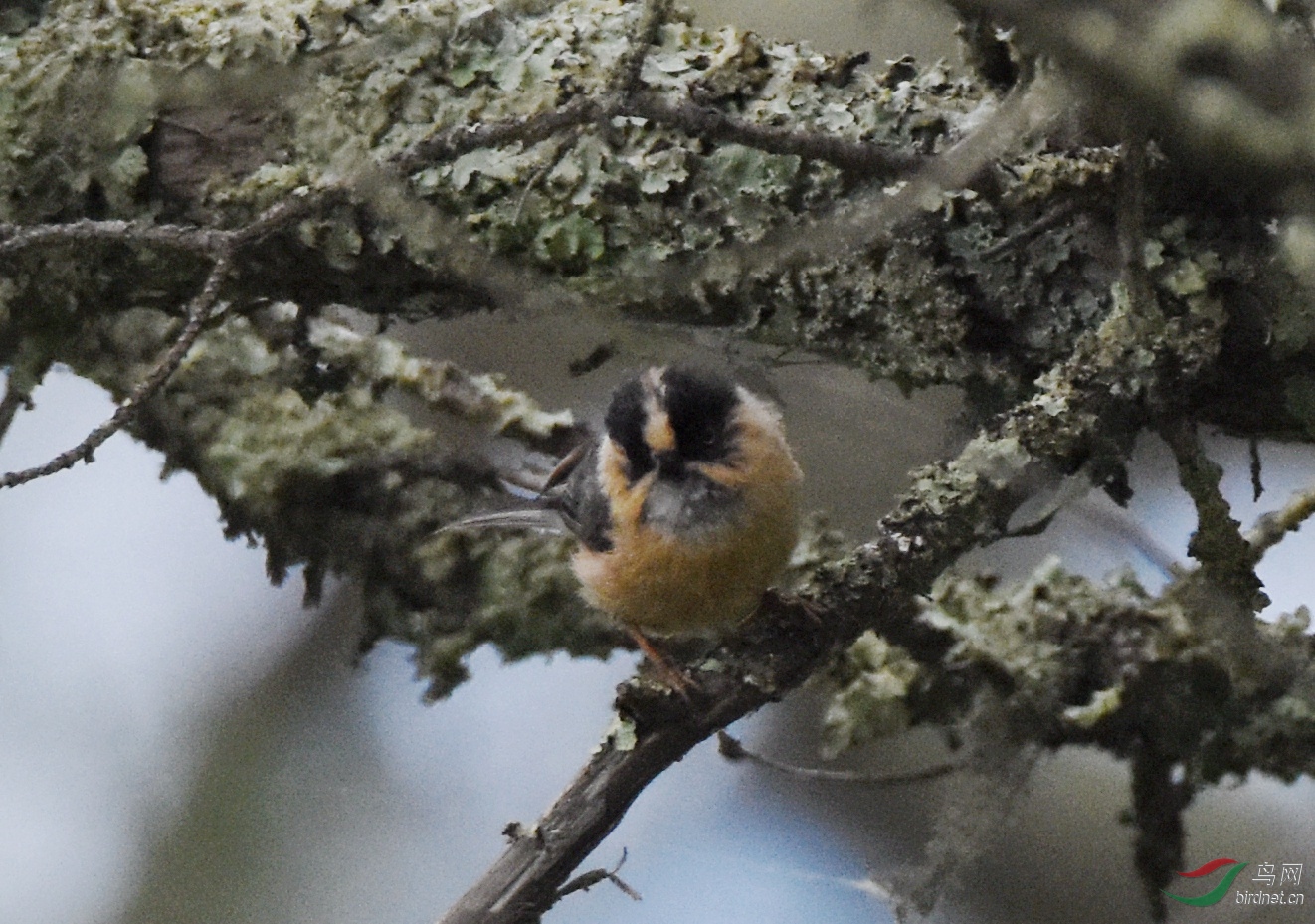 DSC_6350.jpg