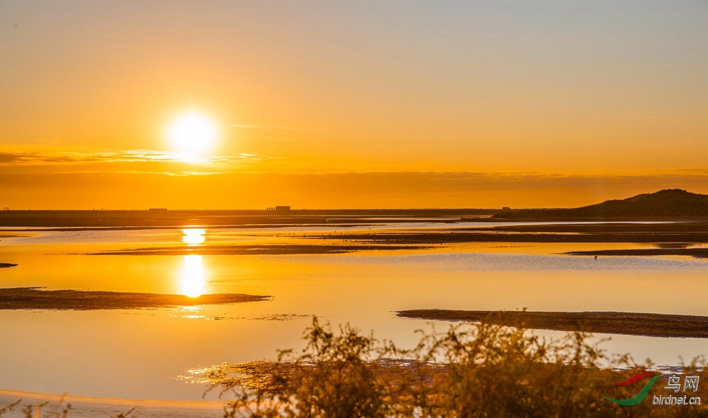 祝贺21元素开版迎着朝阳飞向高远