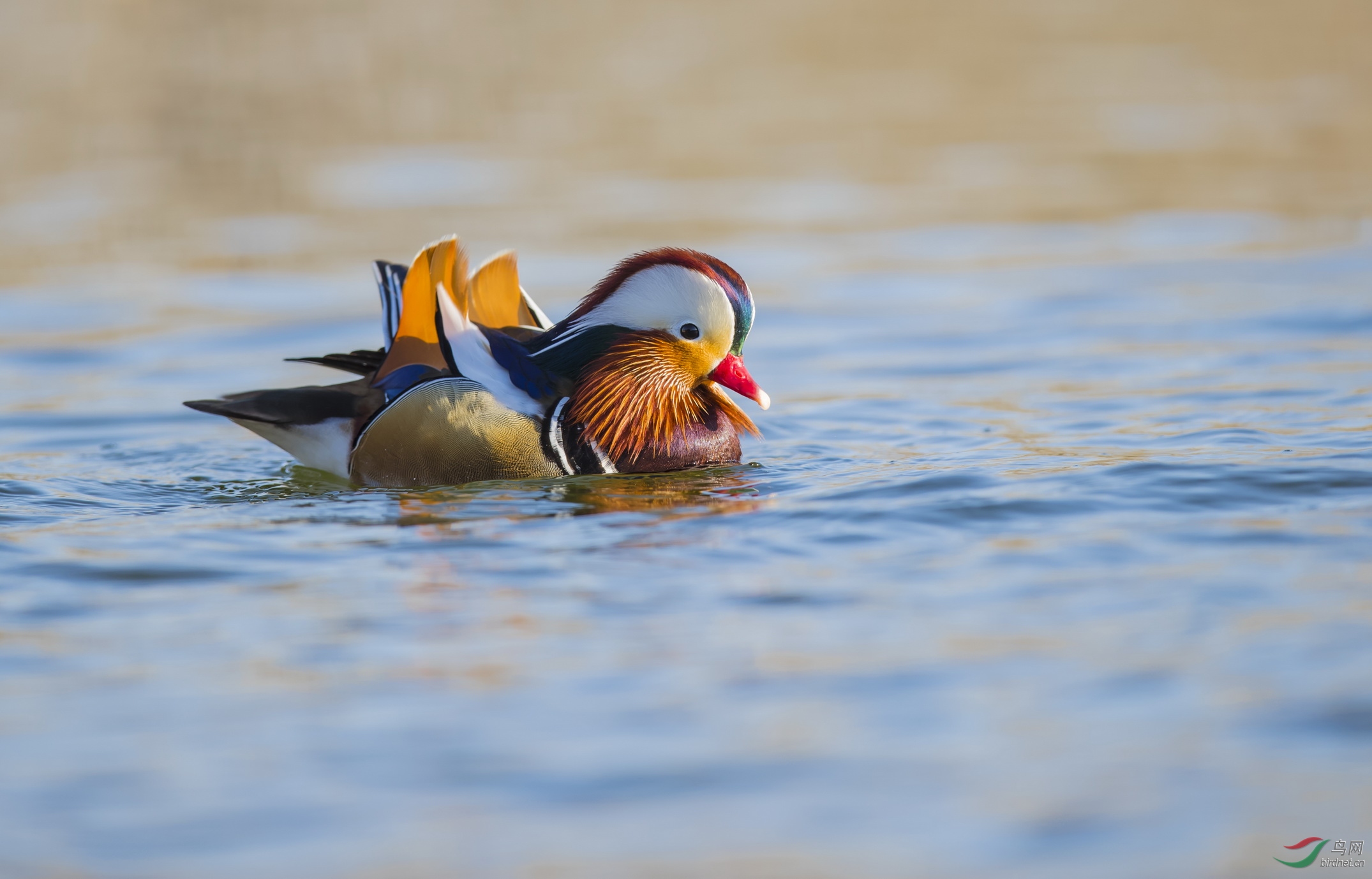 AF4I5666-1�������� ����.JPG