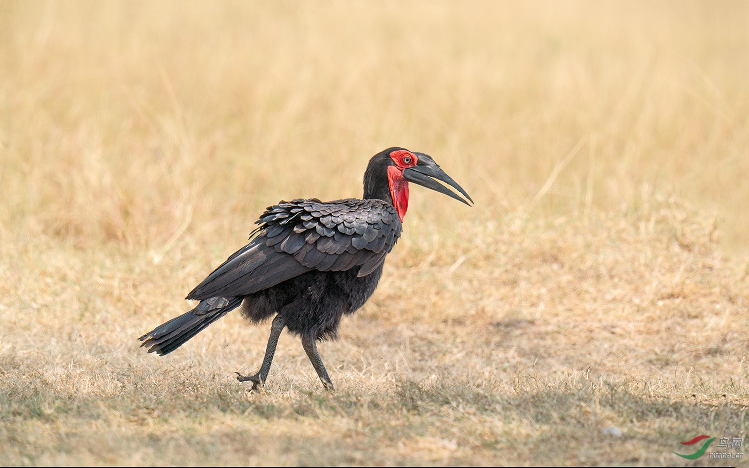 肯尼亚之赤颈鹤