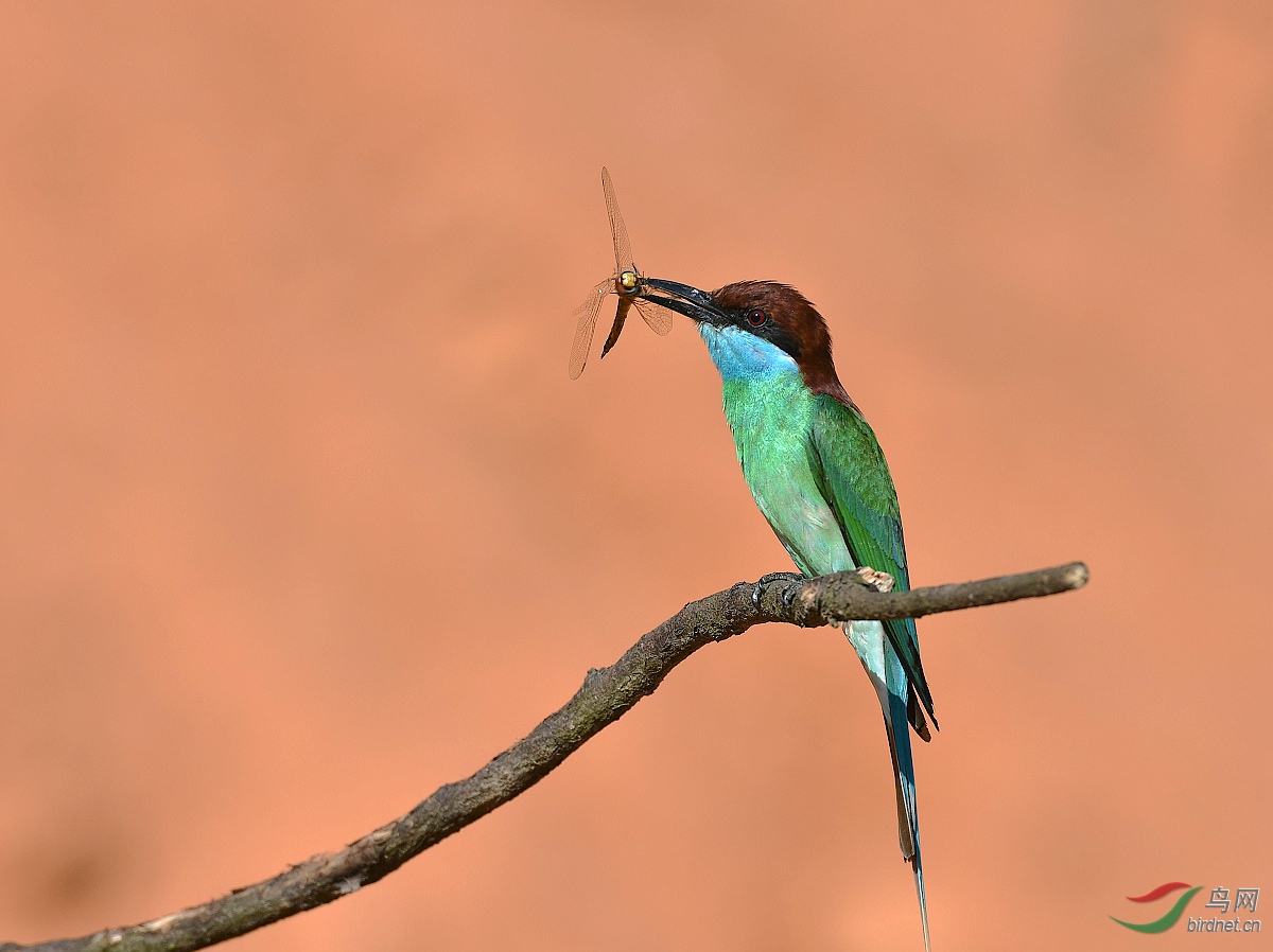 D8I_9960.jpg