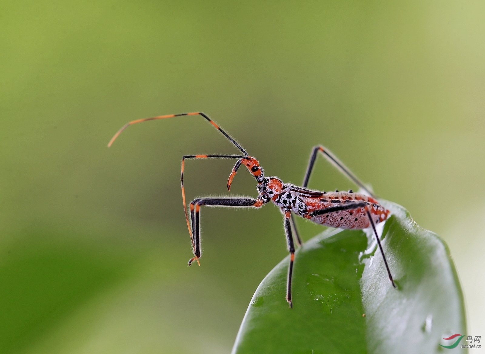 AI0I7781 - ����.JPG