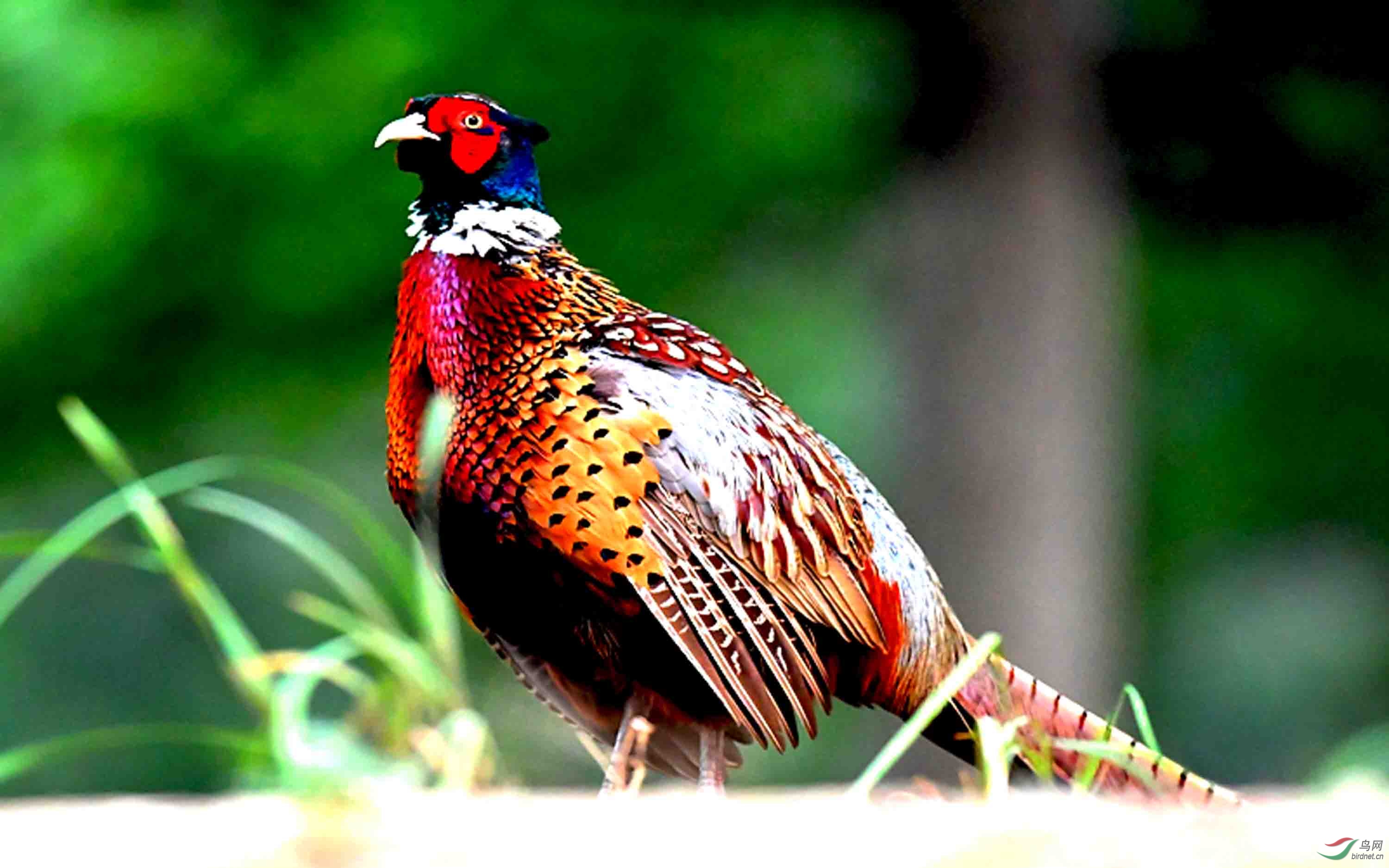 野拍奥森的雉鸡