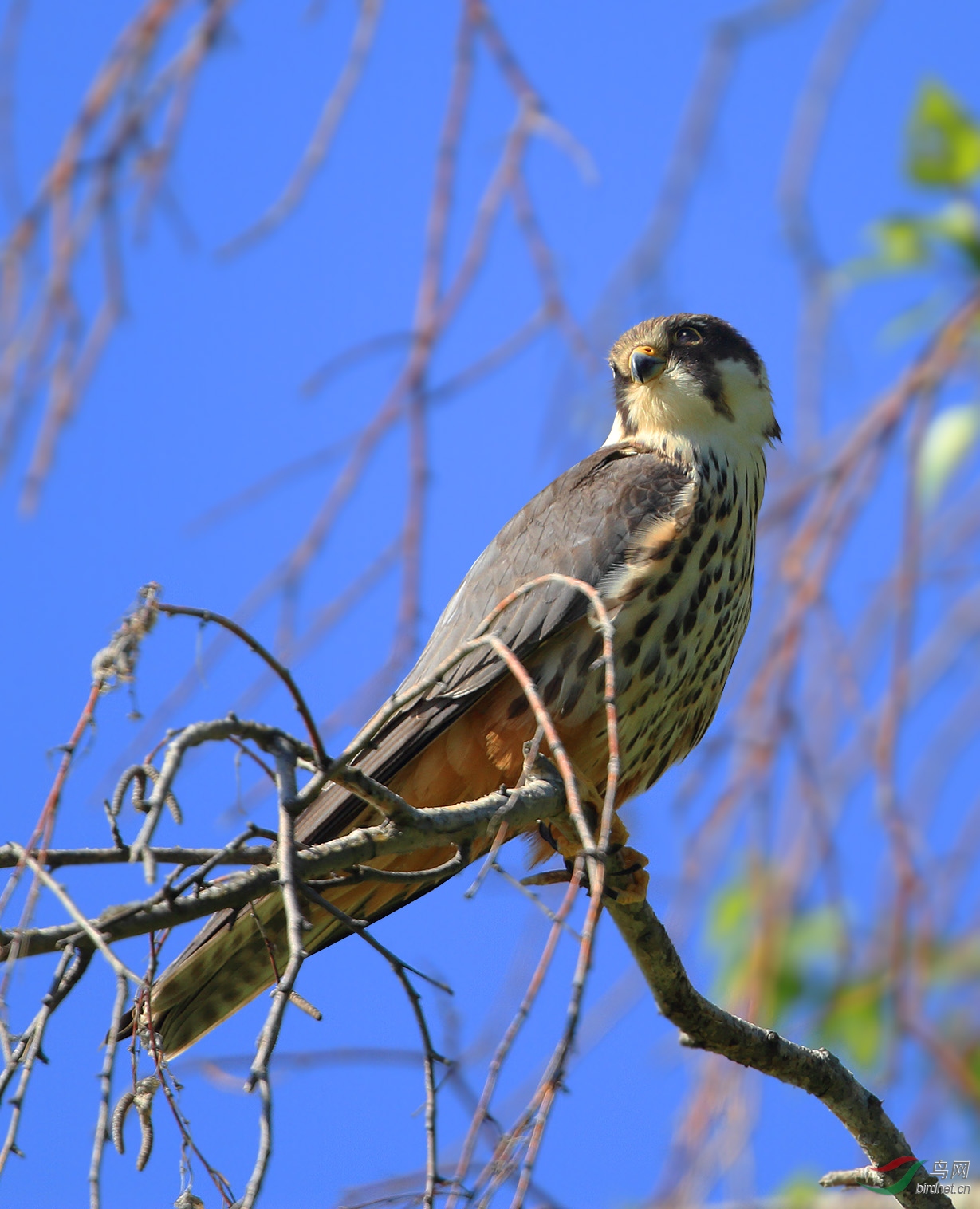 高高在上的燕隼