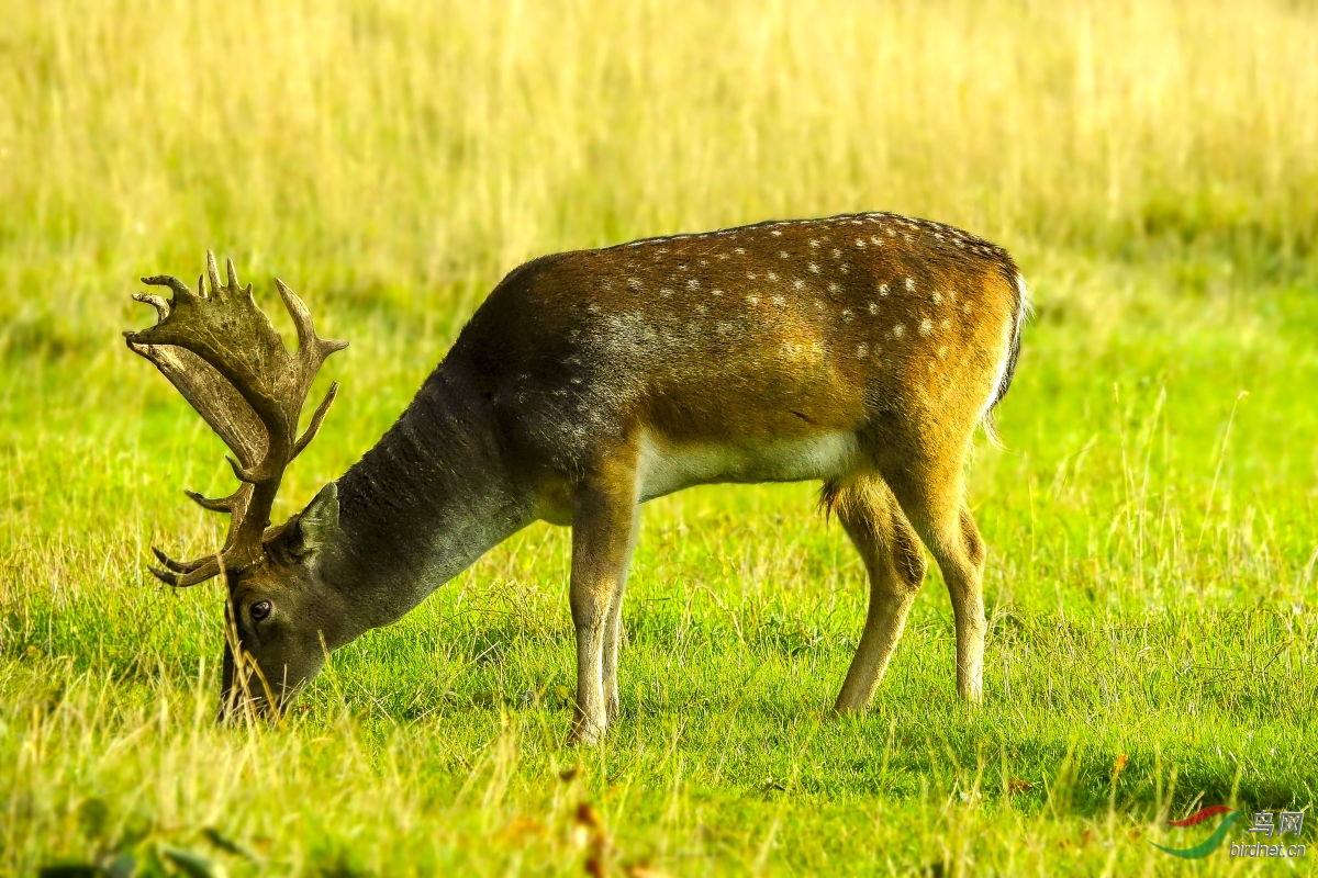 悠闲的爱尔兰麋鹿