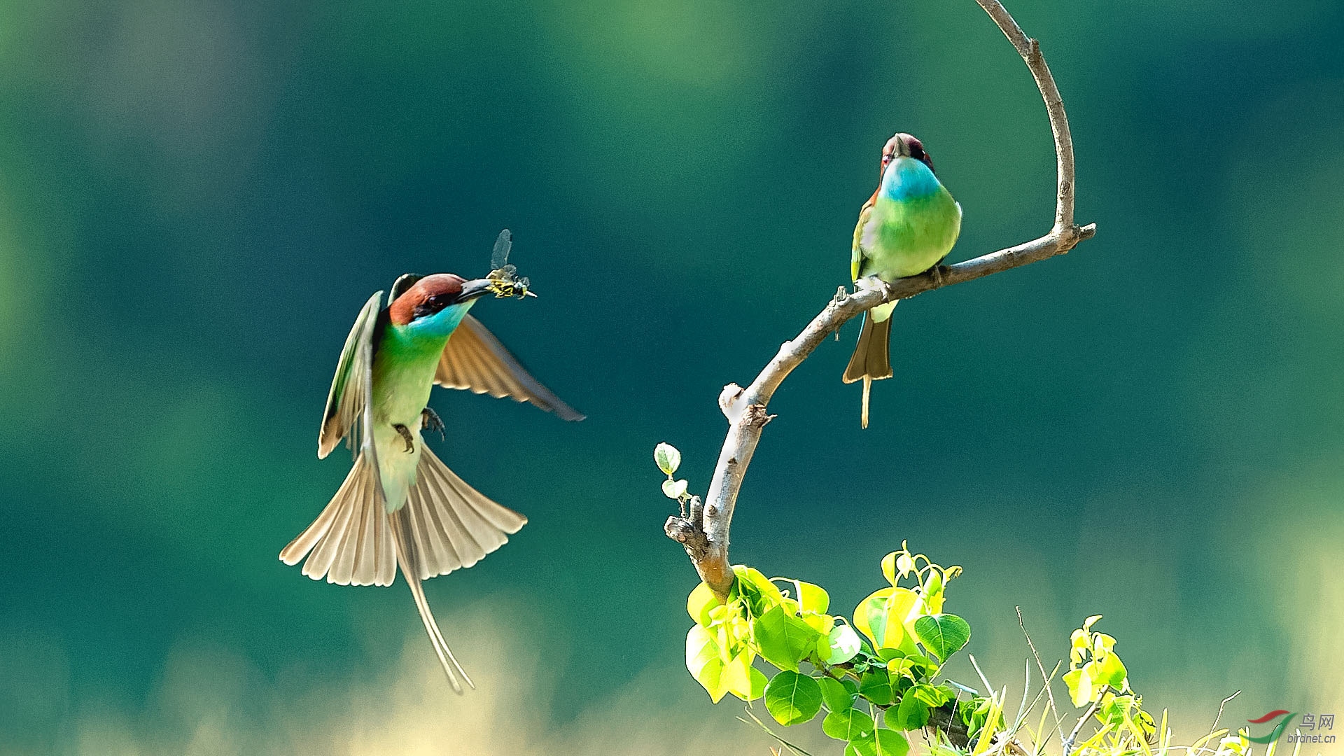 两只鸟儿