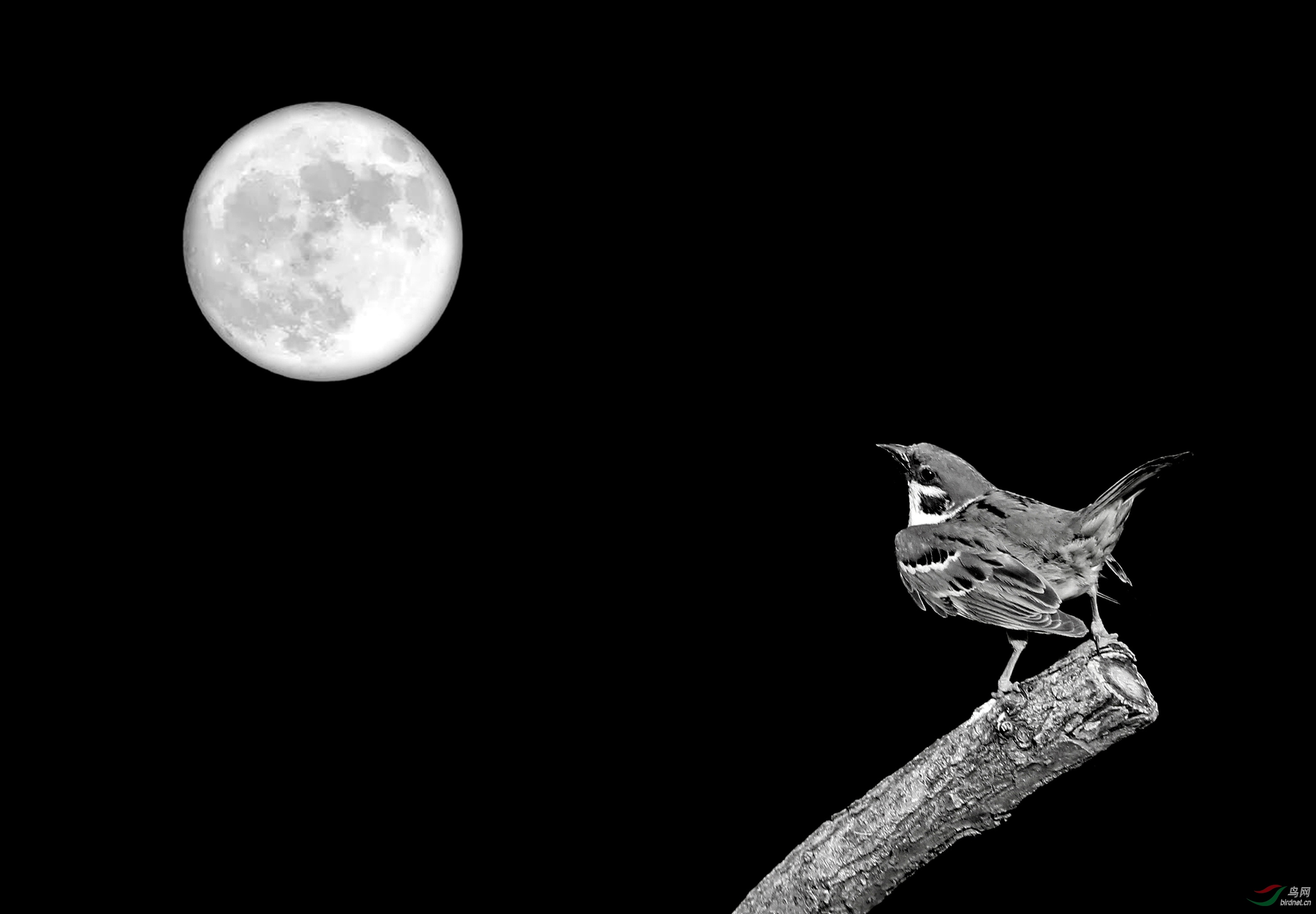 创意望月雀翘迎七夕创意