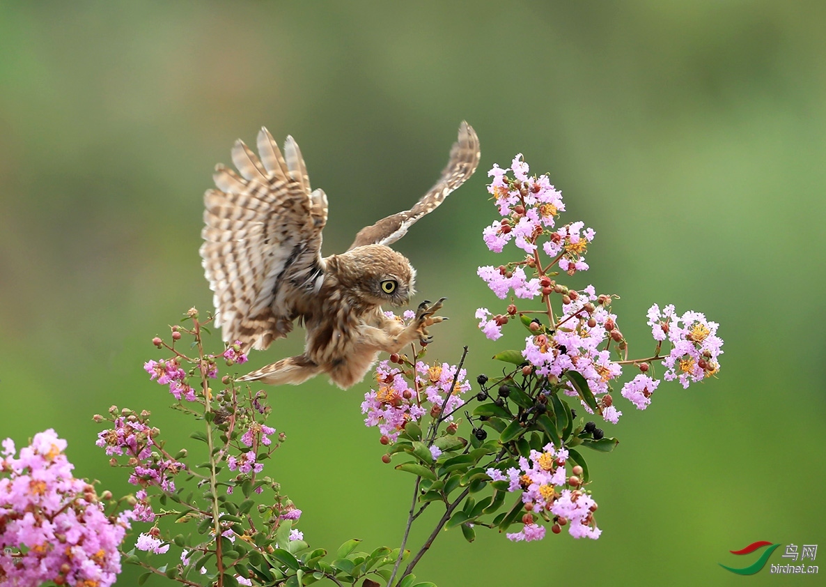 20190807�Ƶ������衪С�^��̬ϵ�й���.jpg