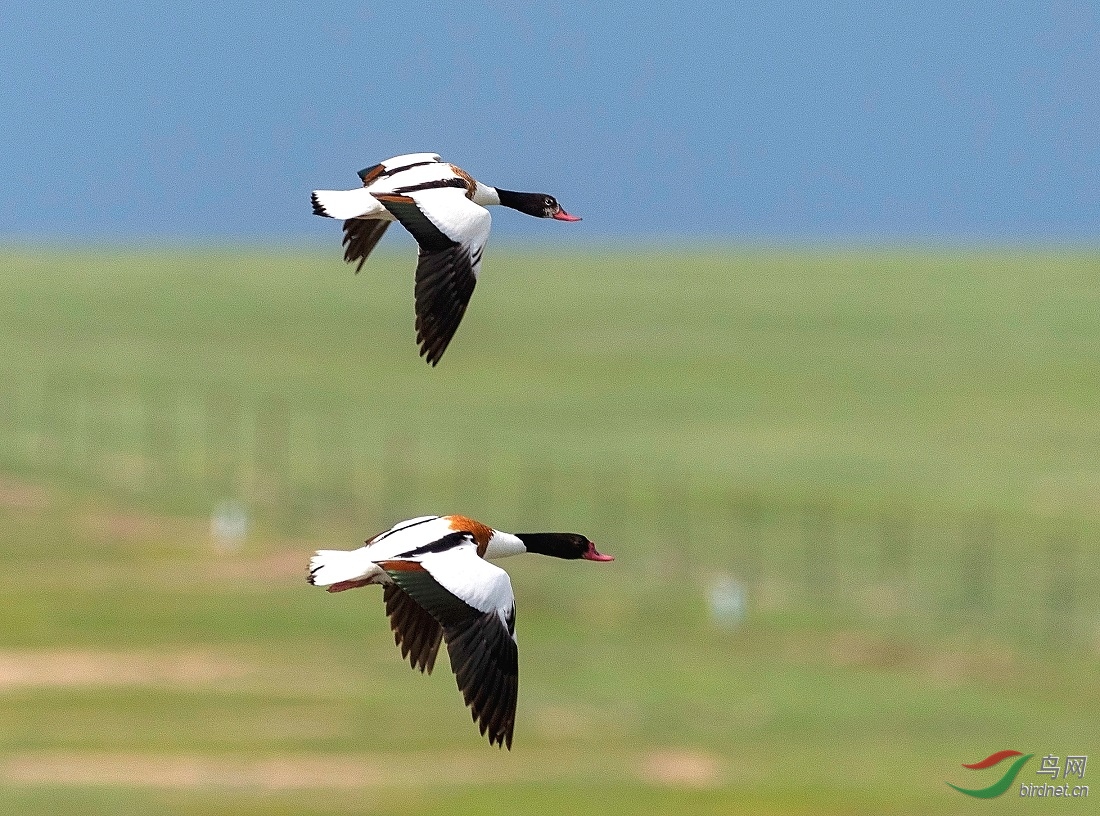 ����˫˫�Ѽһ�