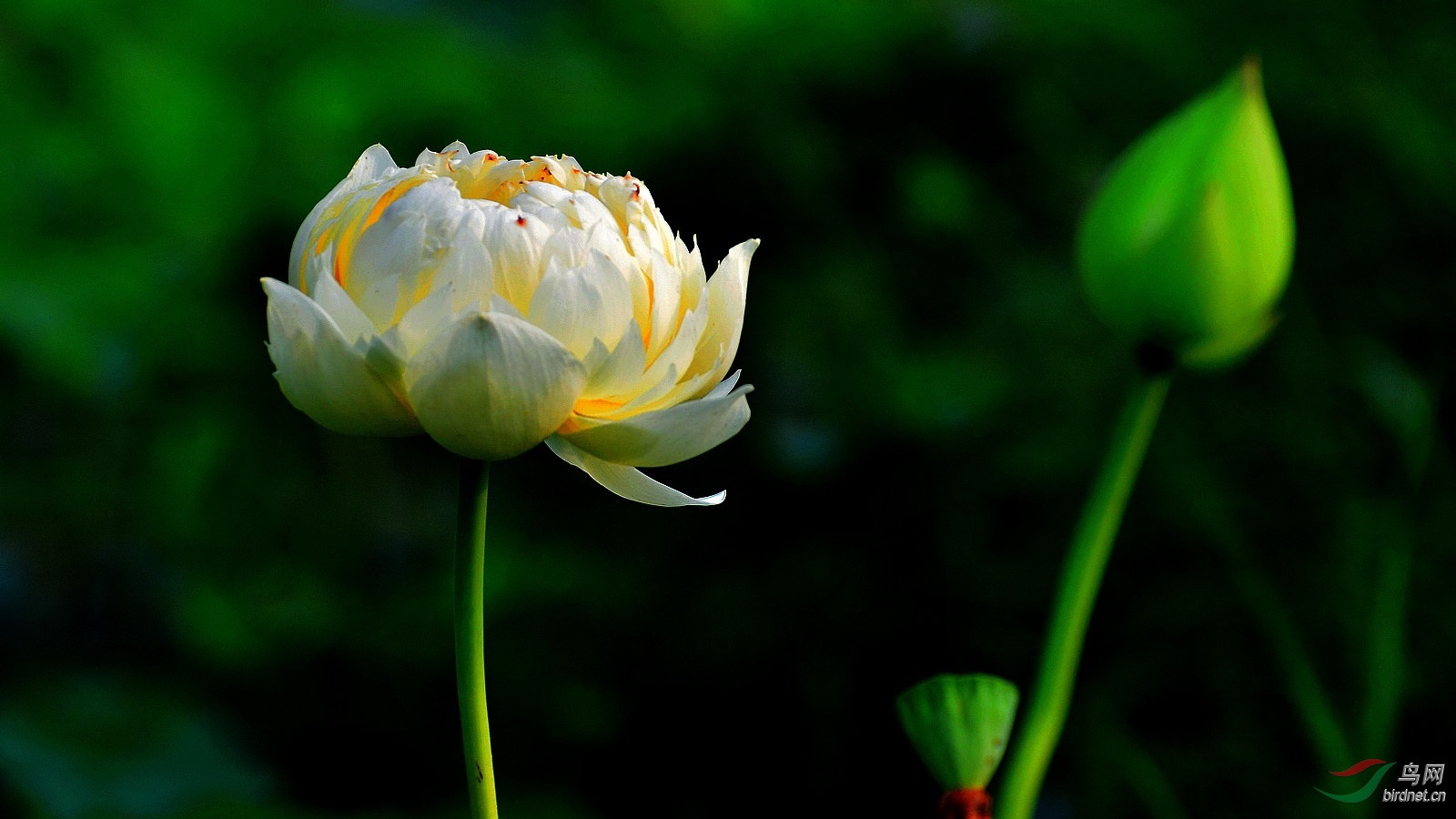 DSC_4512.JPG