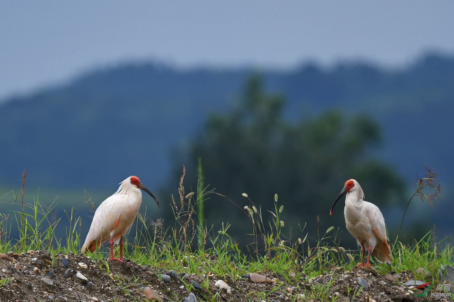 DSC_8586vv5.jpg