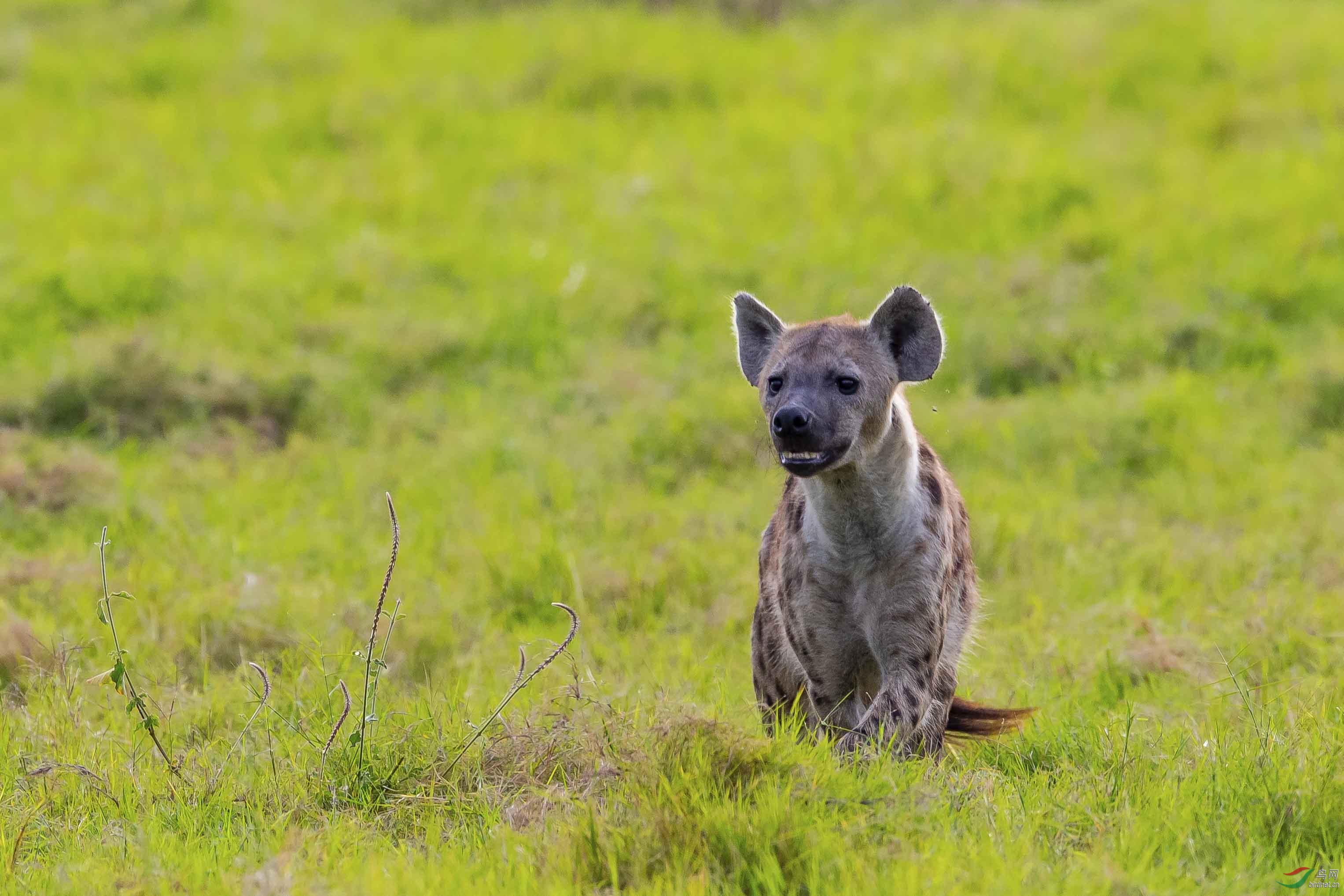 伺机而动——非洲斑鬃狗