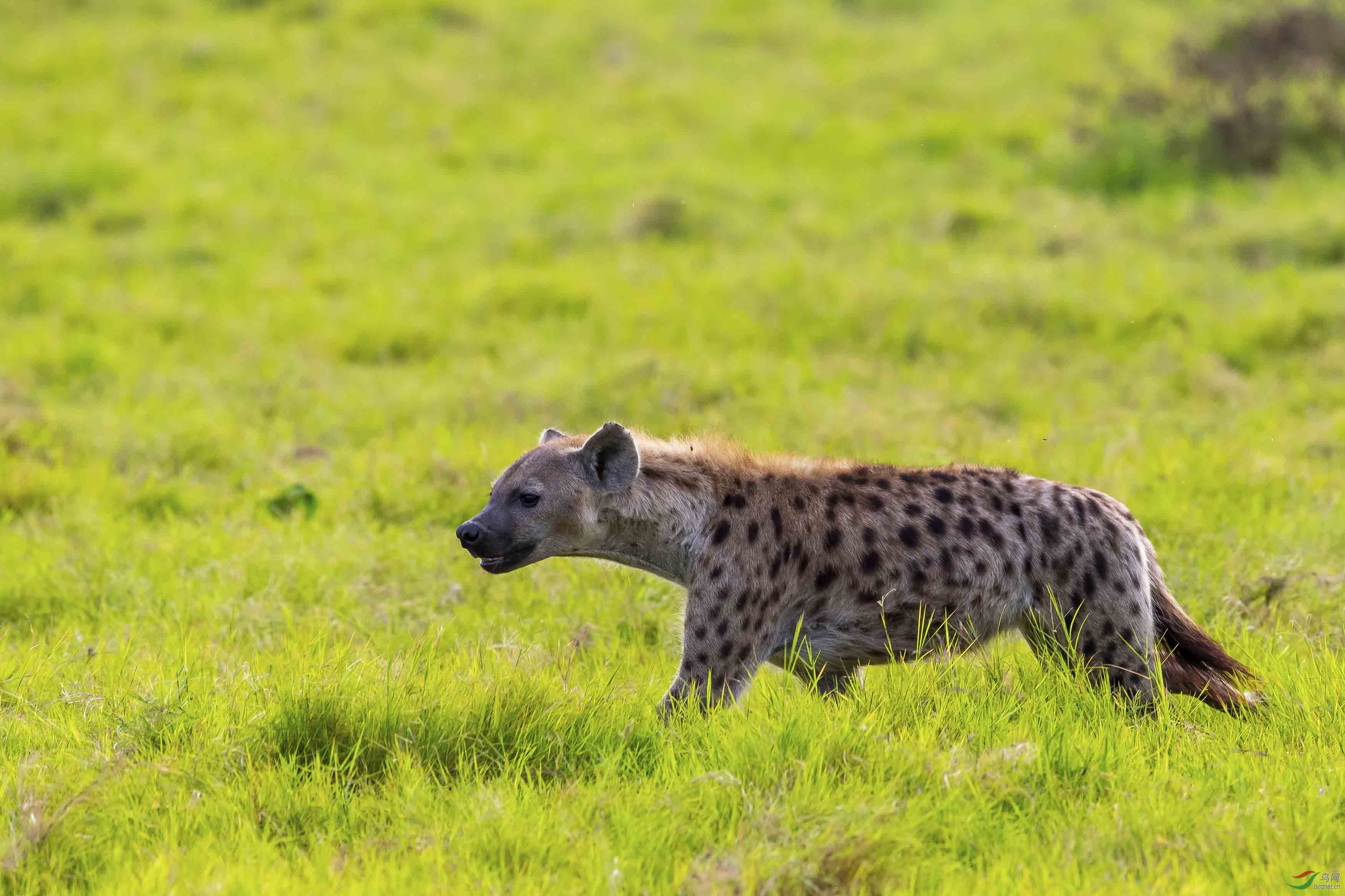 伺机而动——非洲斑鬃狗
