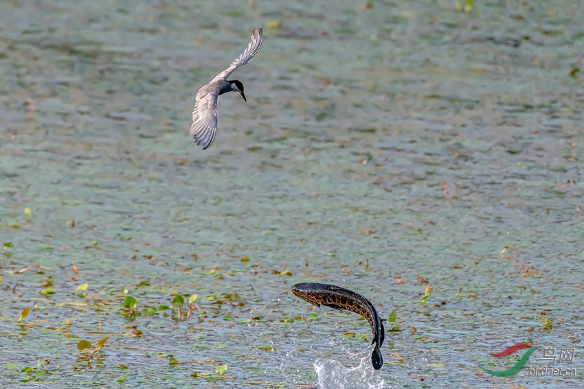 DSC_8951ABC.jpg