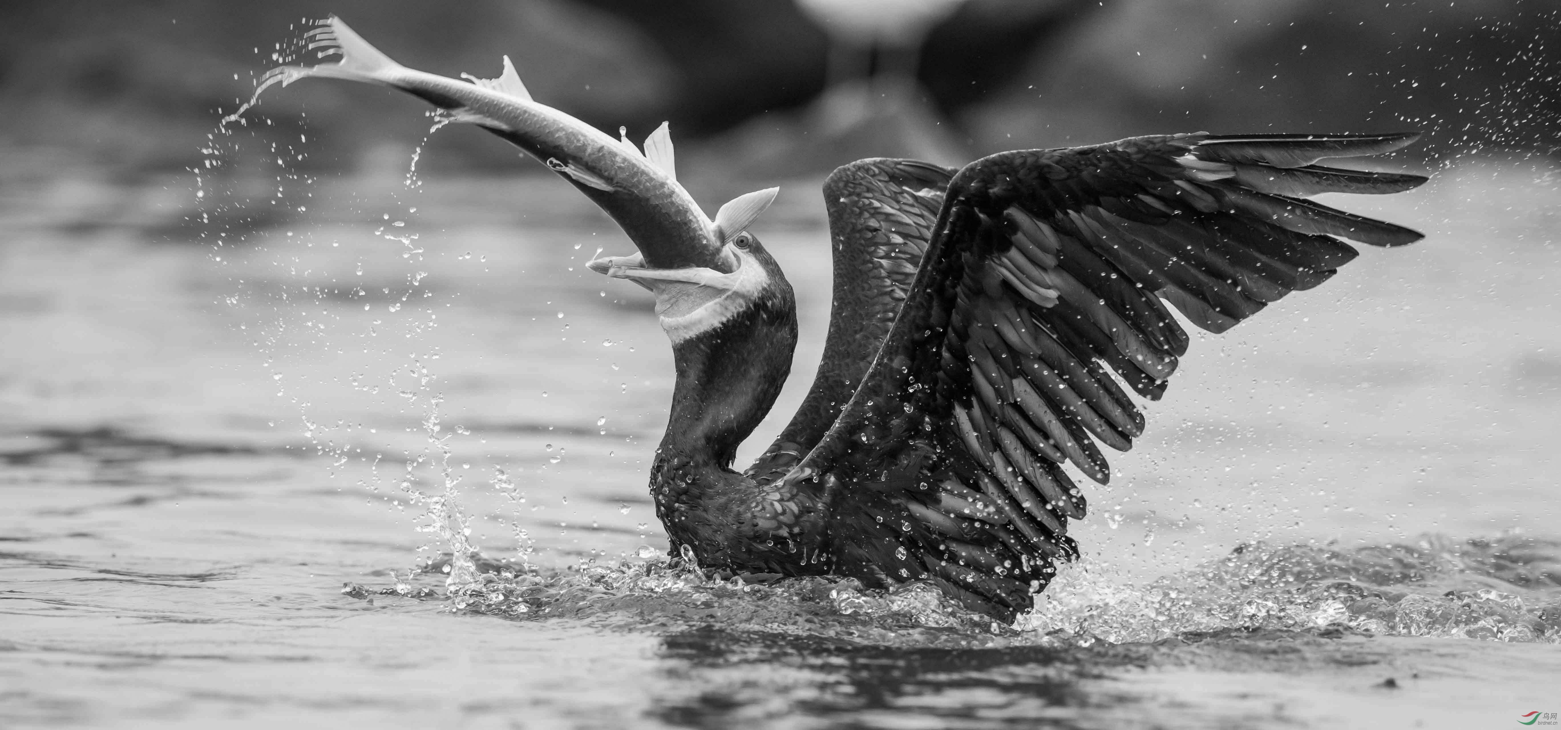 鸬鹚吞鱼