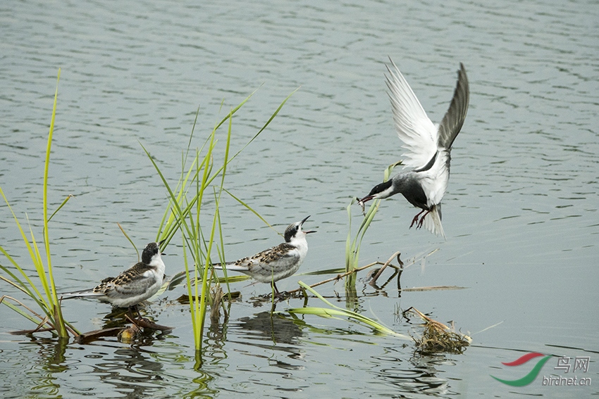 b00401 ����.jpg