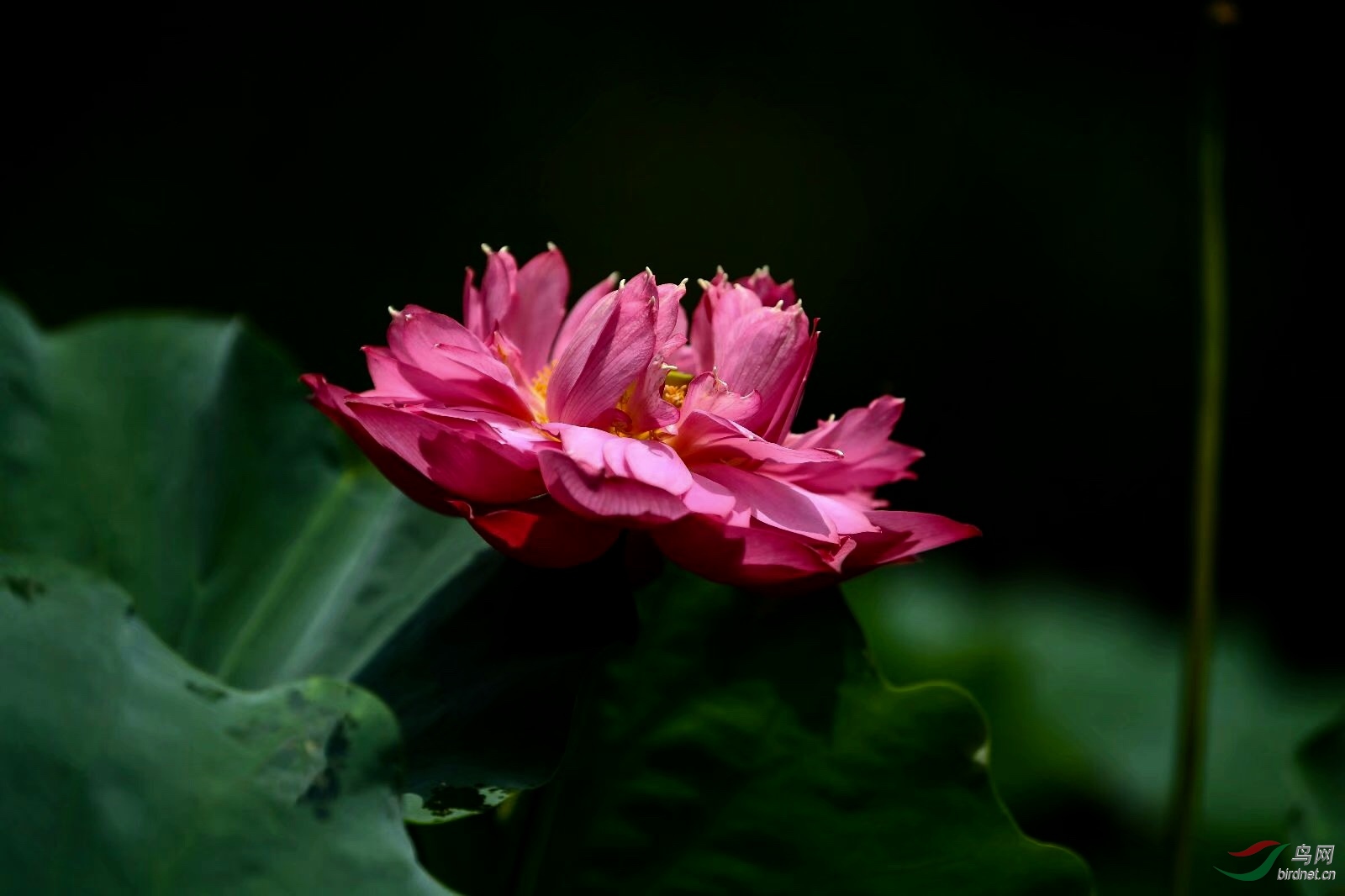 463332DA-1043-4F4D-B2AD-D53D4648F490.jpeg