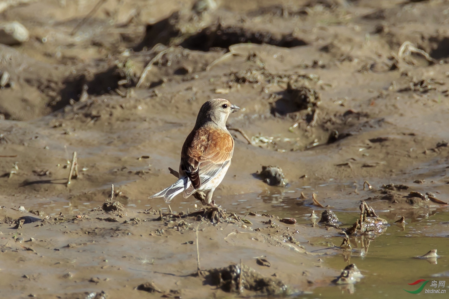 ��������ɫ