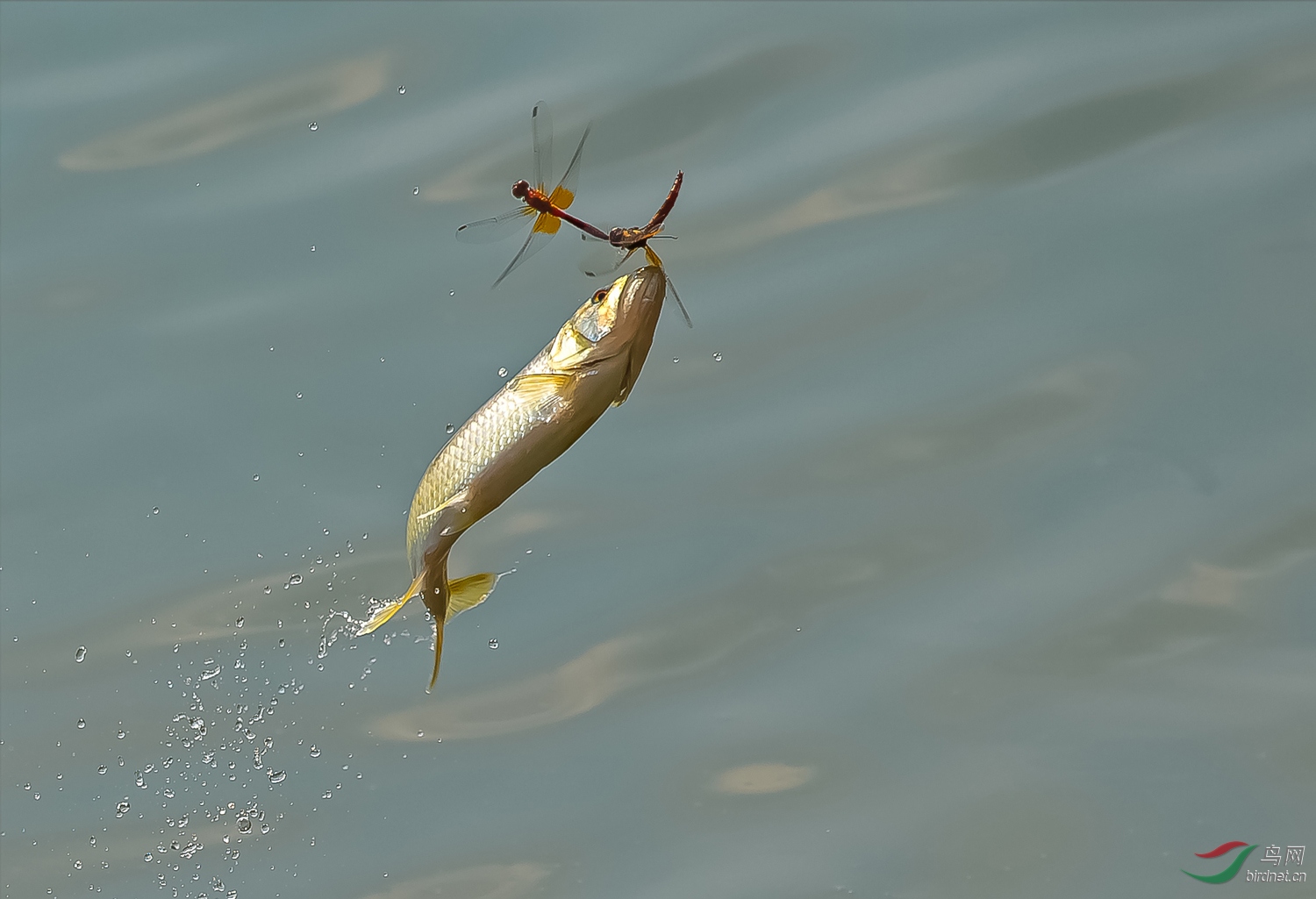 鱼跃捕蜻蜓.jpg