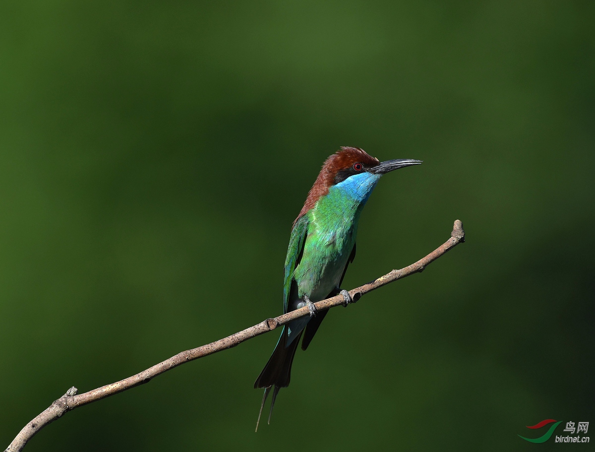D8I_4468.jpg
