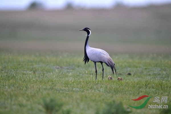 _DSC5046.jpg