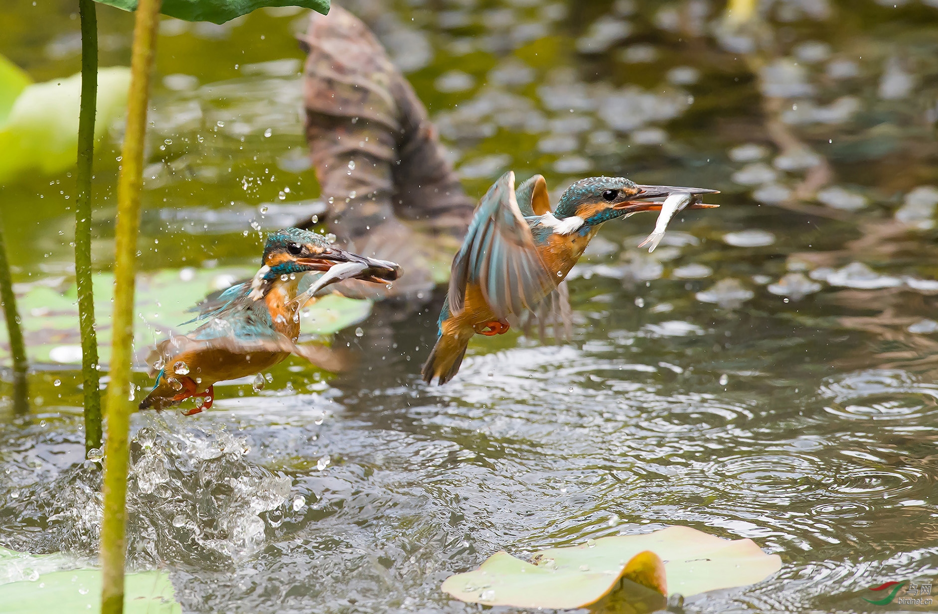 DSC_11221.jpg