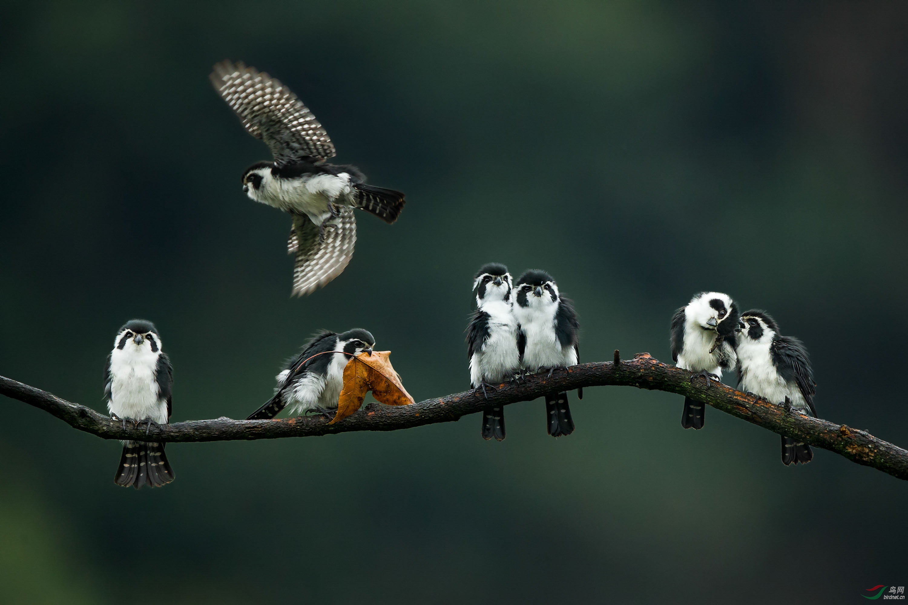 萌呆呆(荣获首页鸟类精华)